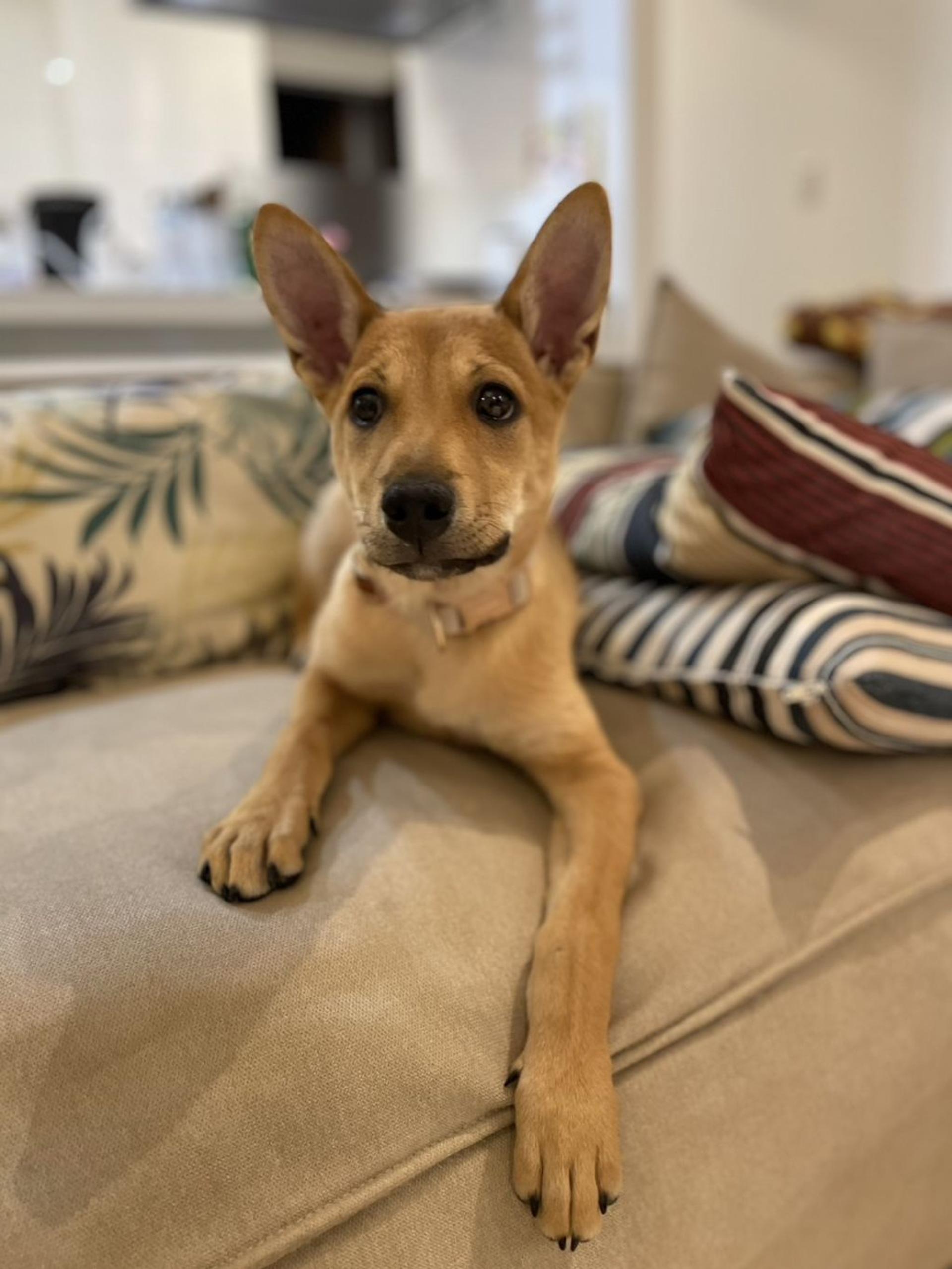 pet-image-3