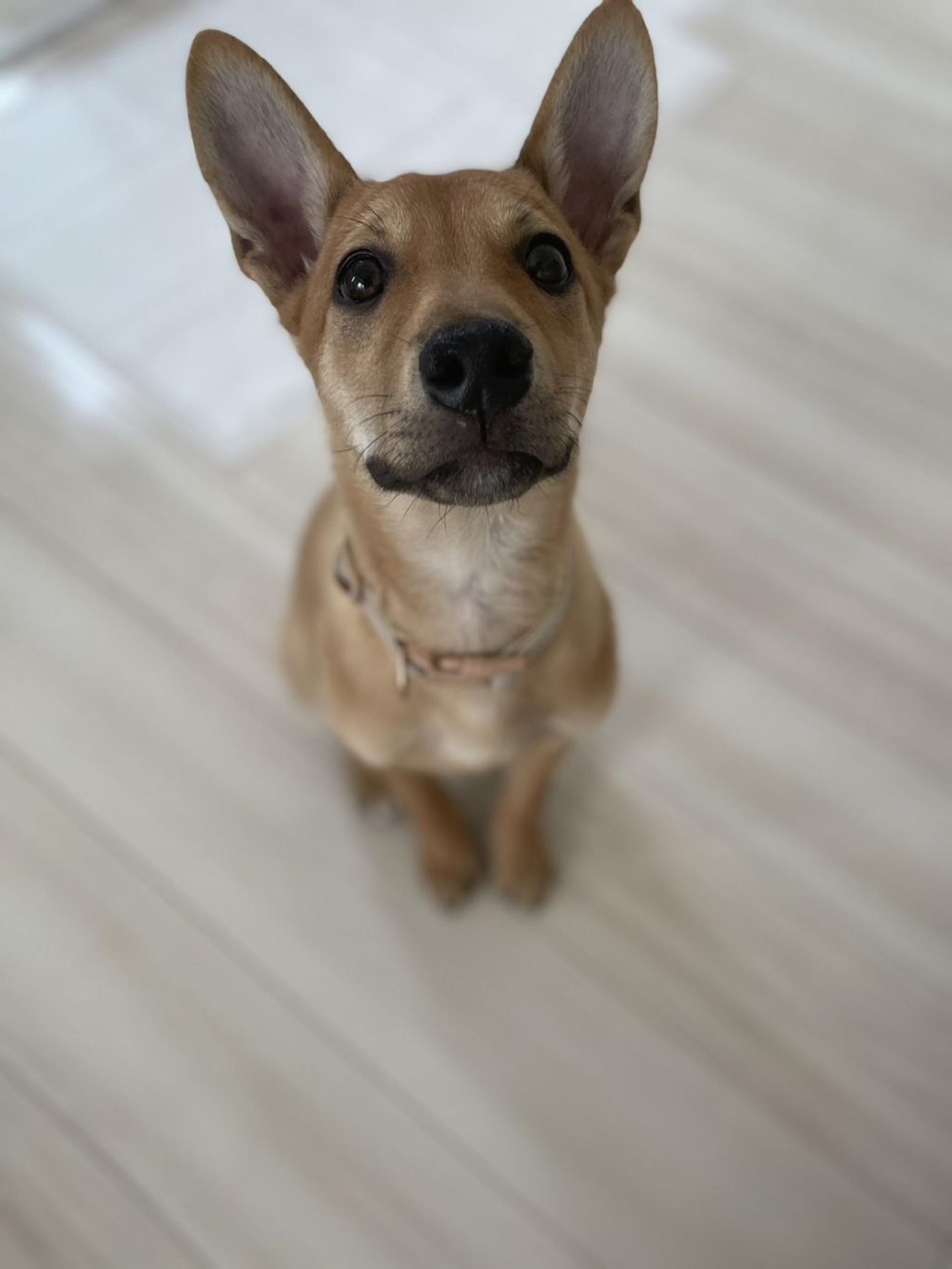 pet-image-4