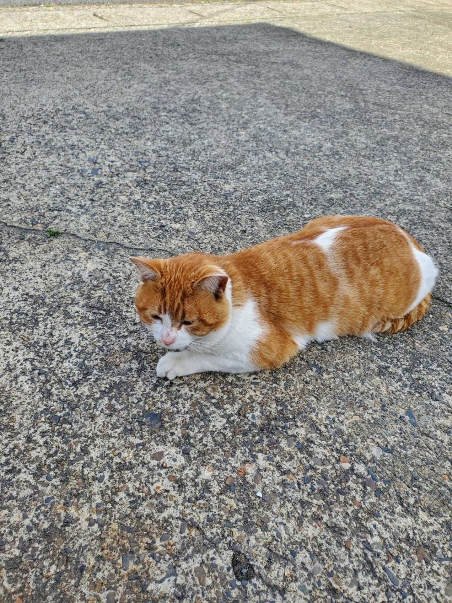 雑種（ミックス猫）・オスの里親募集の写真