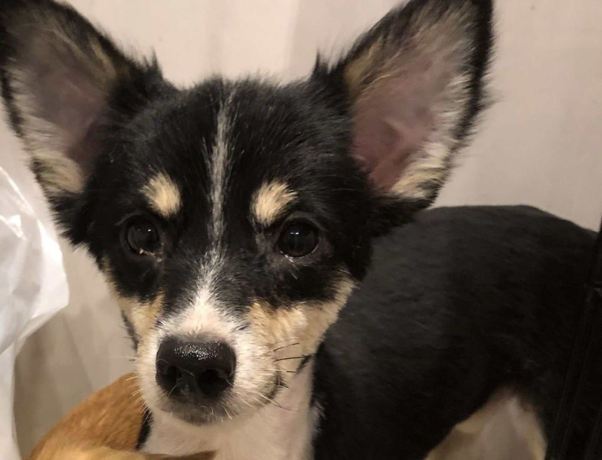 雑種（ミックス犬）・オスの里親募集の写真