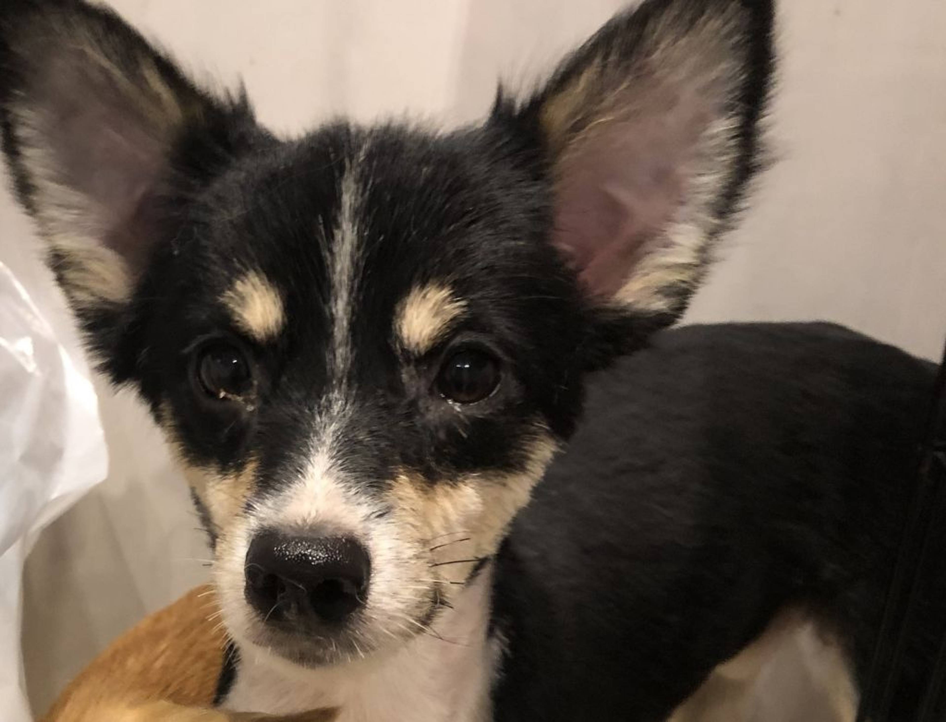 雑種（ミックス犬）・オスの里親募集の写真