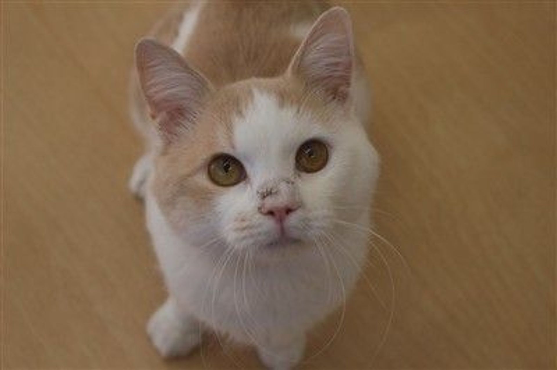 雑種（ミックス猫）・オスの里親募集の写真