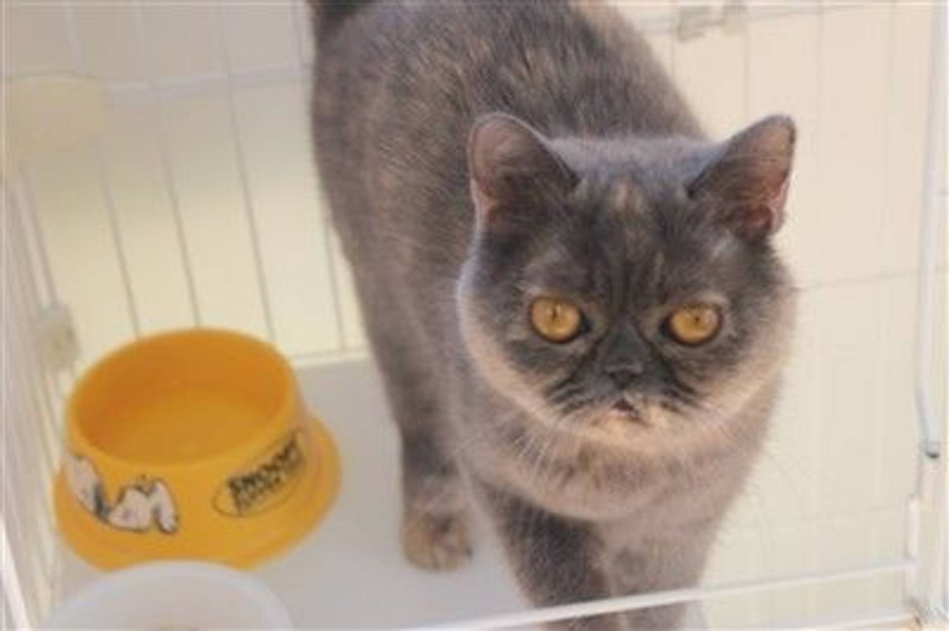 ブリティッシュショートヘア・メスの里親募集の写真