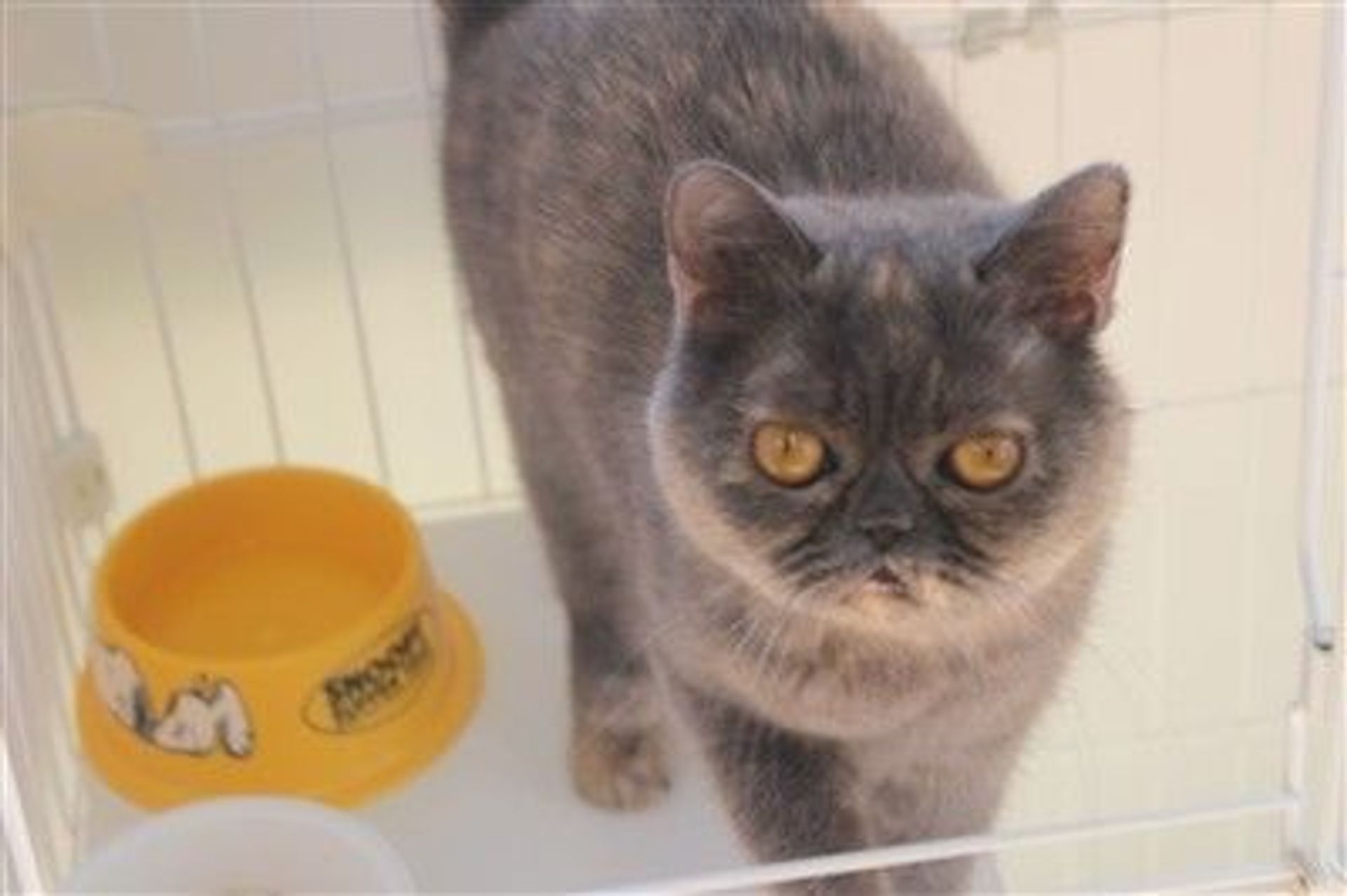 ブリティッシュショートヘア・メスの里親募集の写真