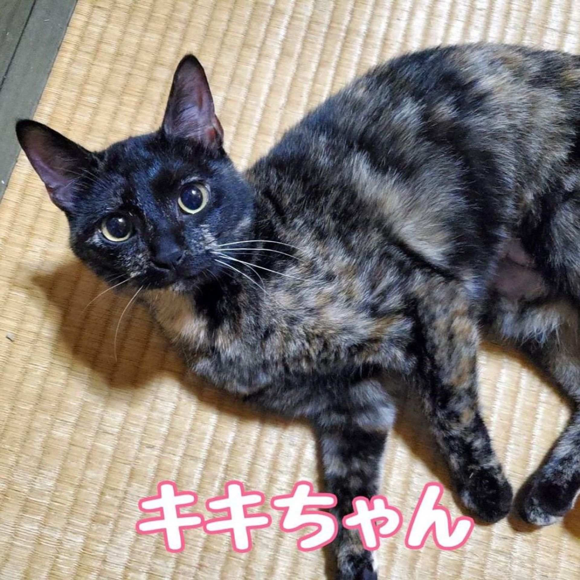 雑種（ミックス猫）・メスの里親募集の写真