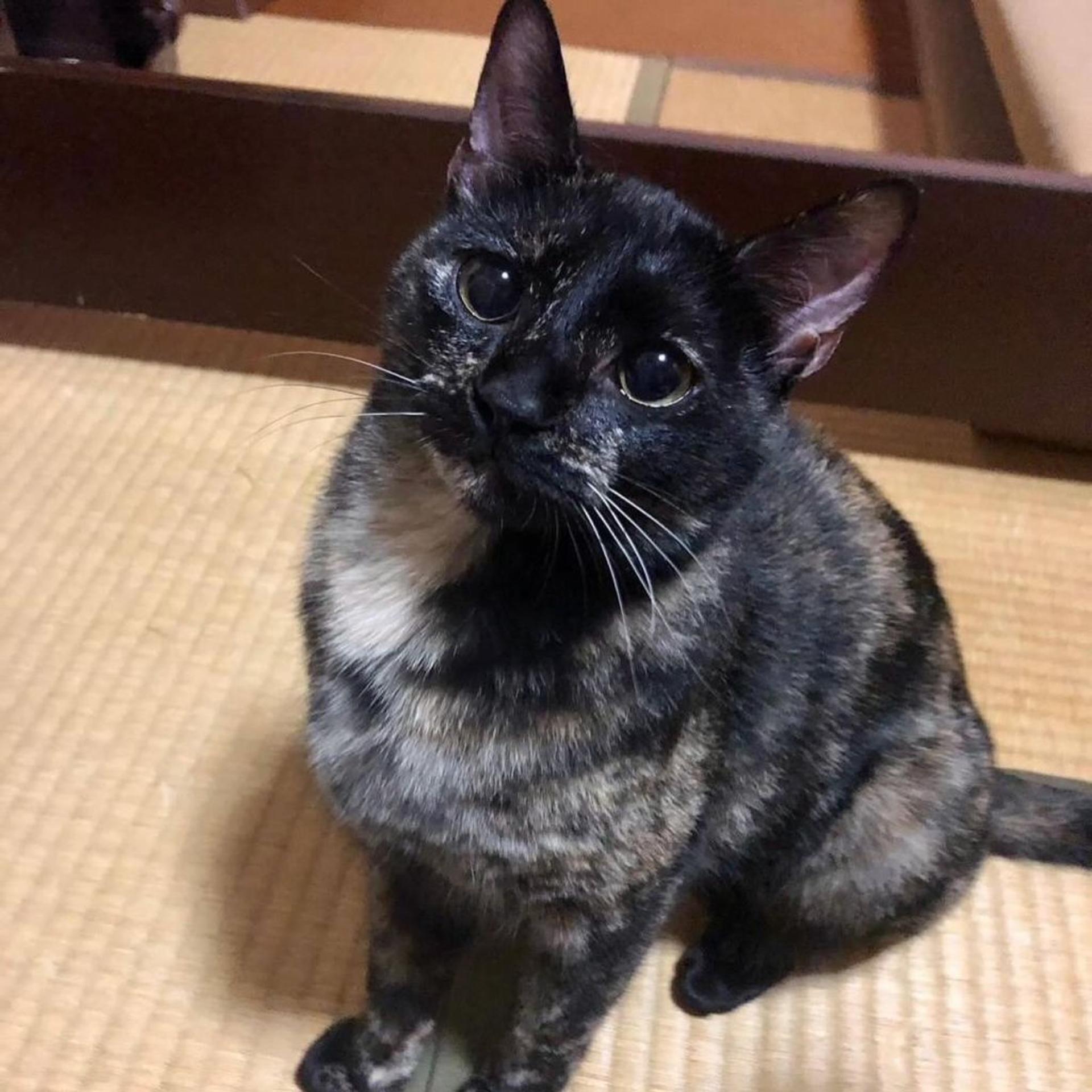 pet-image-3