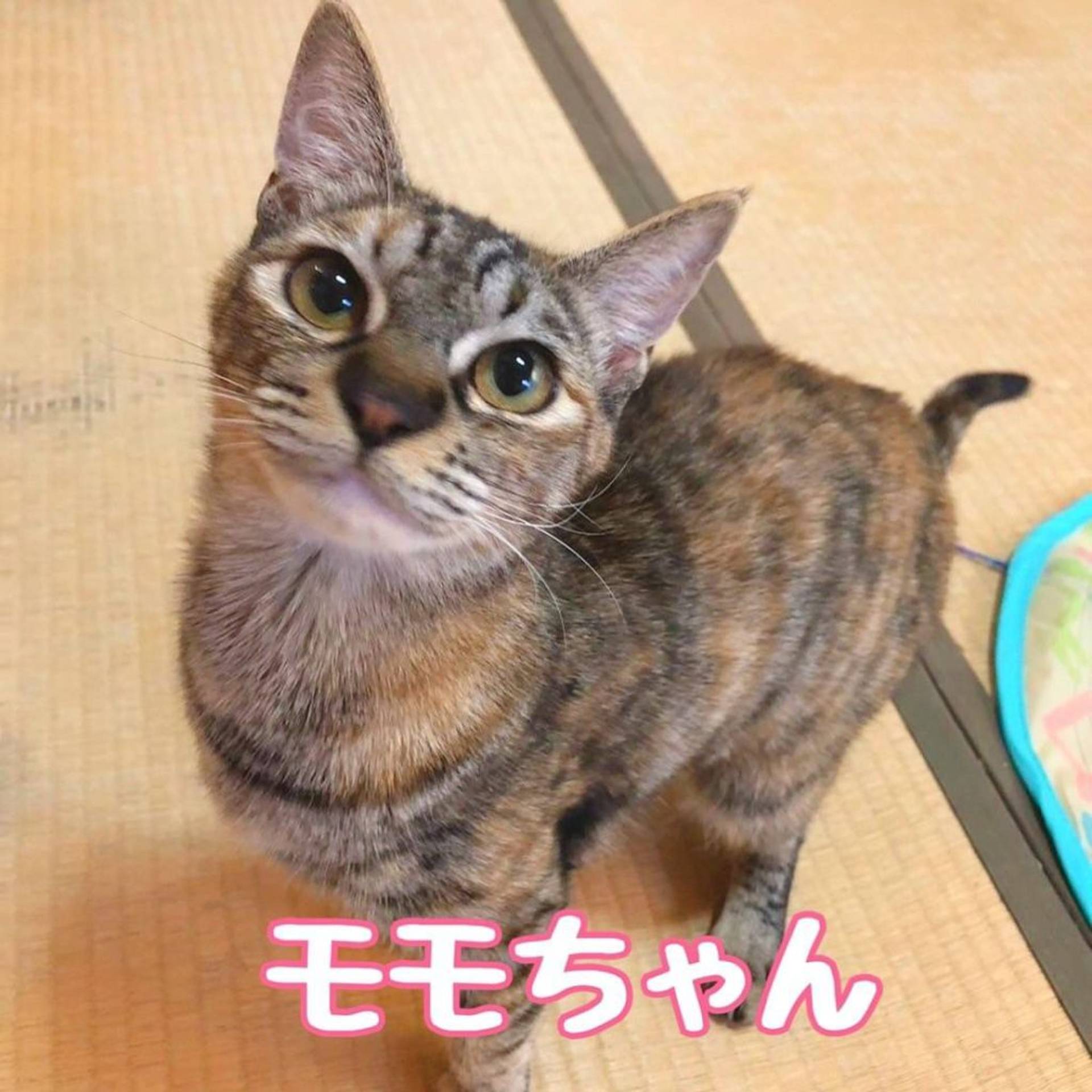 雑種（ミックス猫）・メスの里親募集の写真