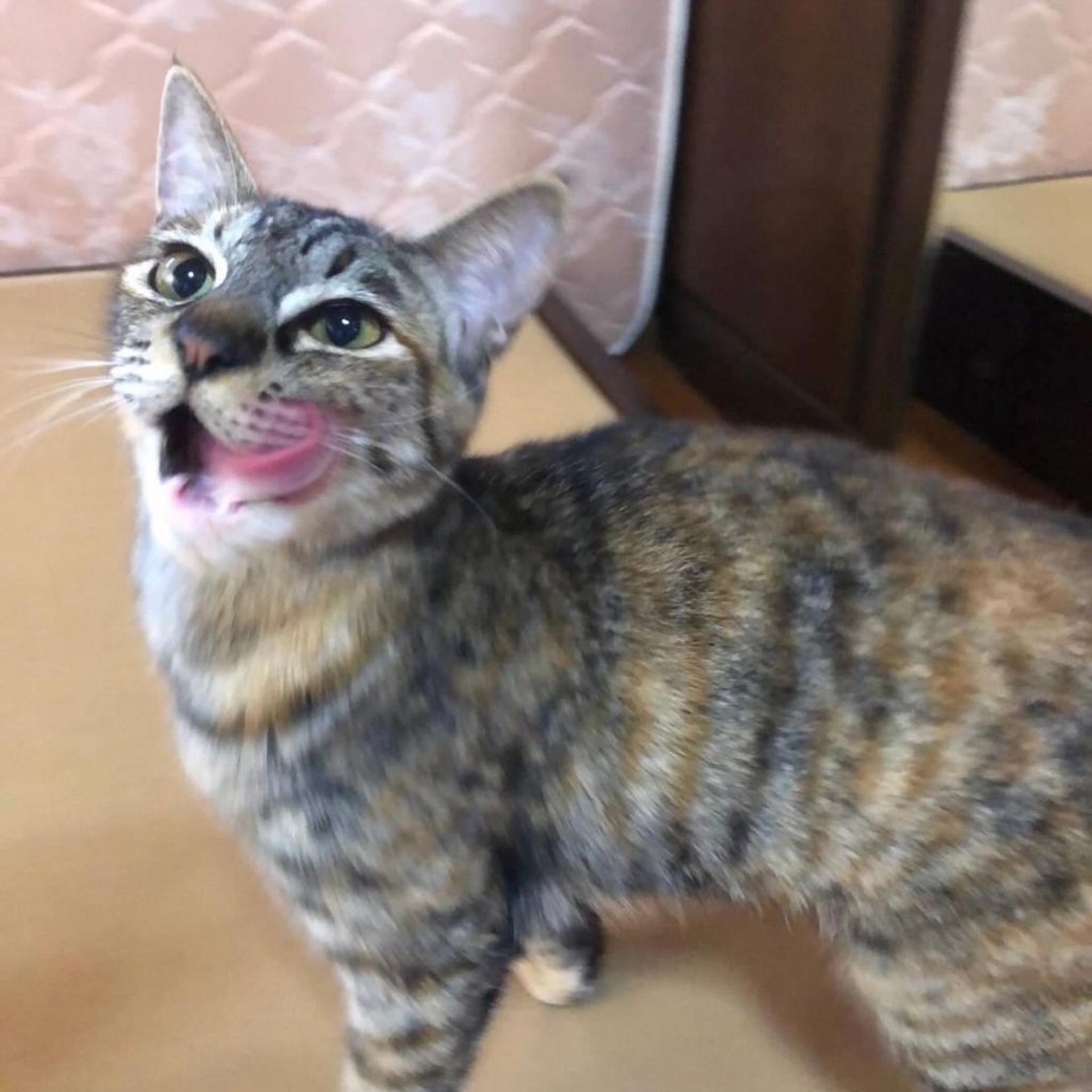 pet-image-3