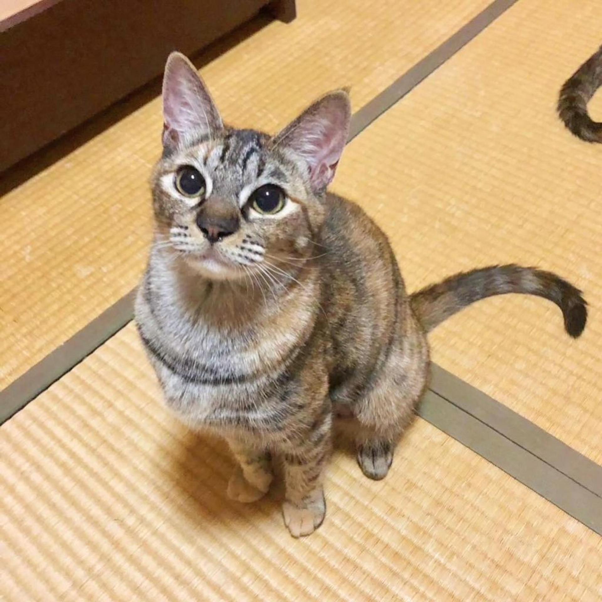 pet-image-4