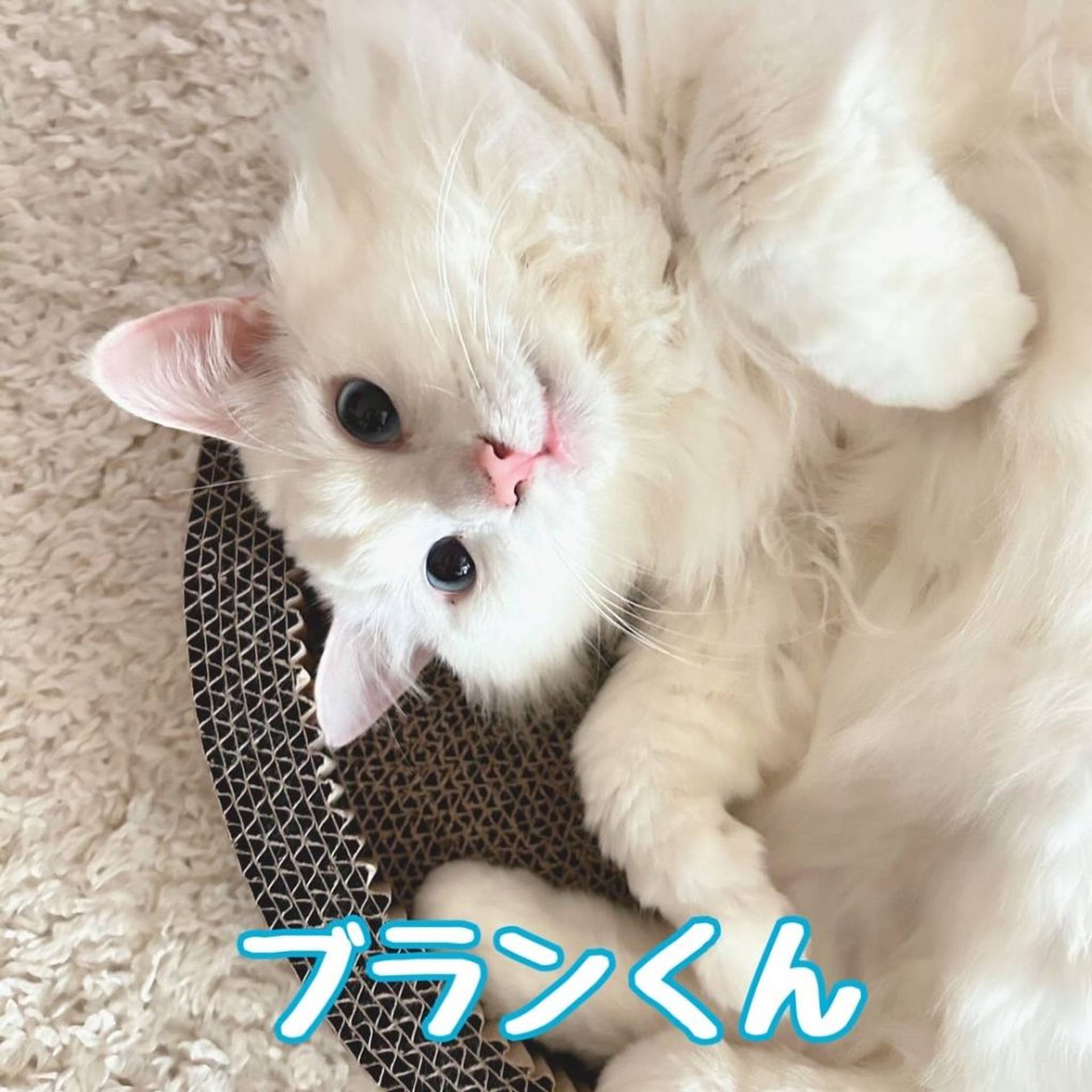 雑種（ミックス猫）・オスの里親募集の写真