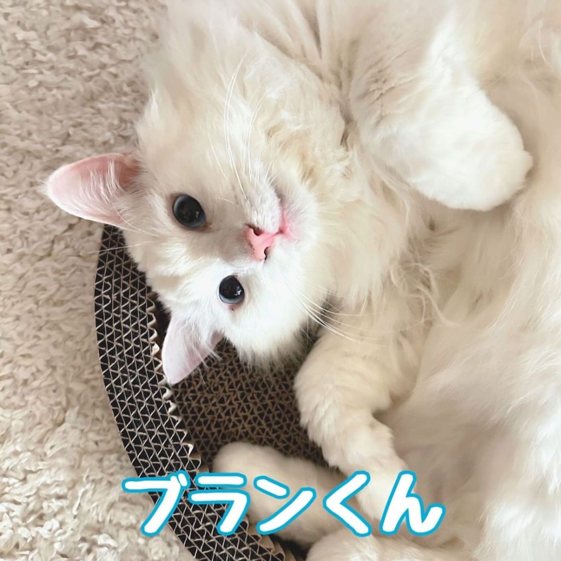 雑種（ミックス猫）・オスの里親募集の写真