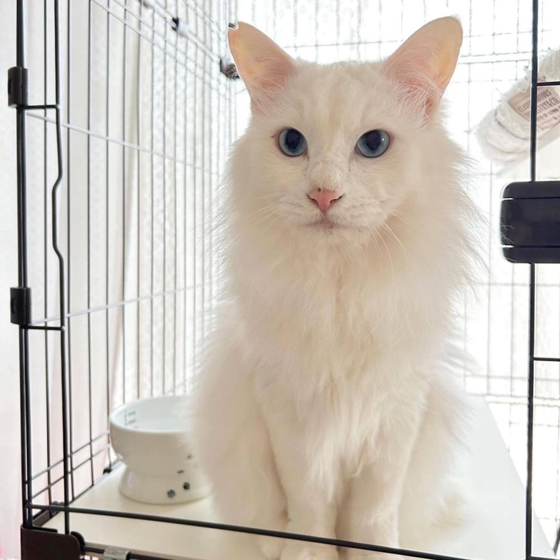 pet-image-3