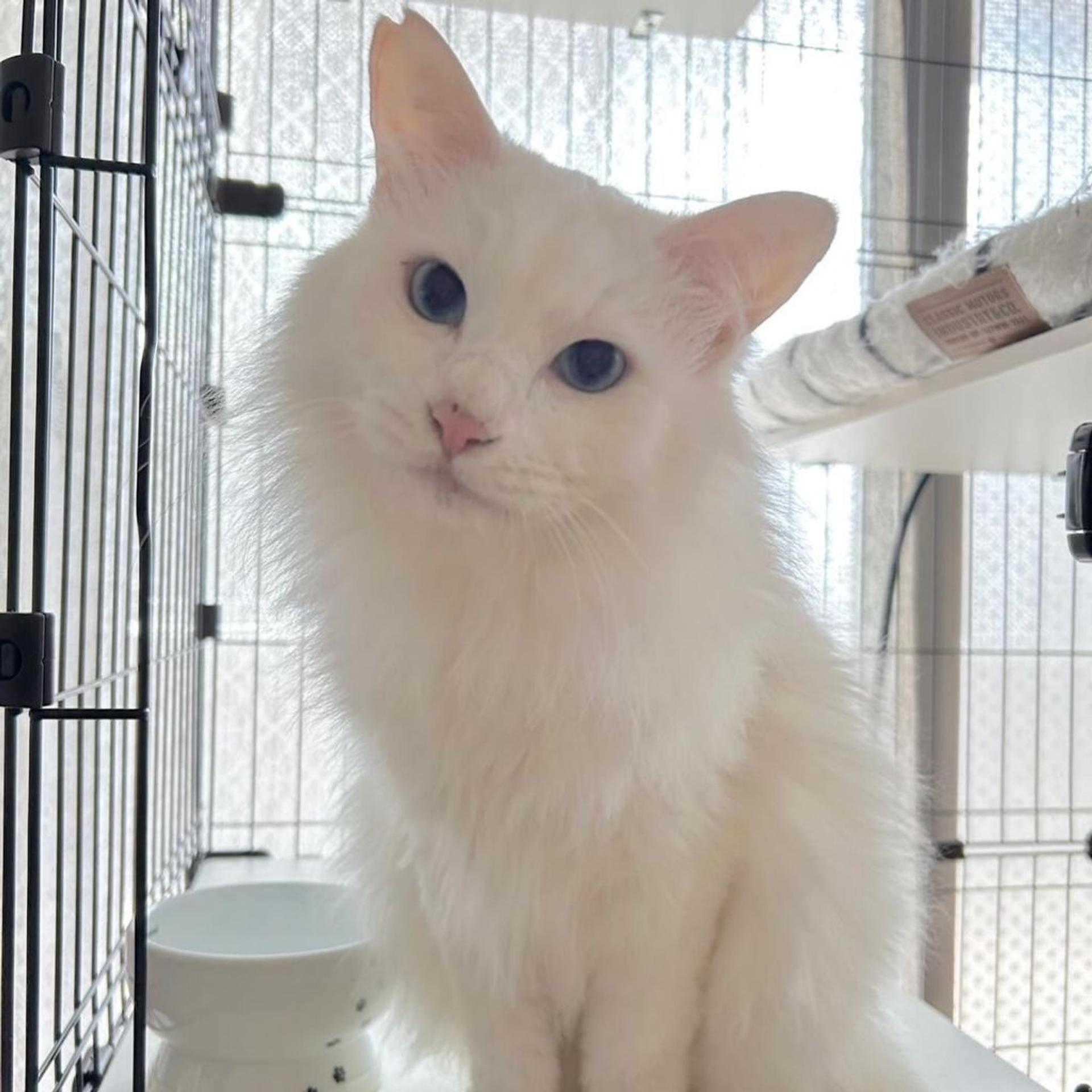pet-image-4