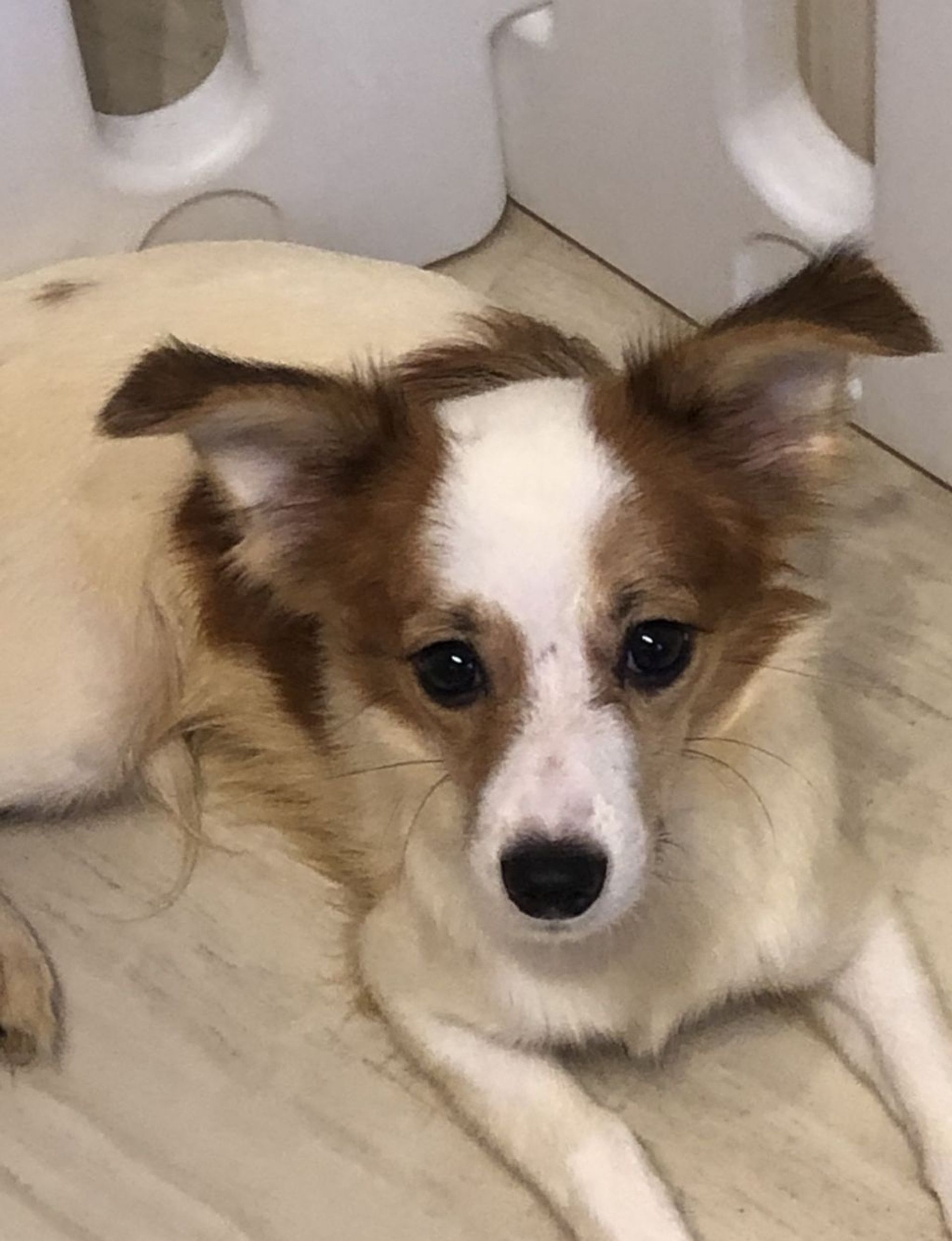 雑種（ミックス犬）・オスの里親募集の写真