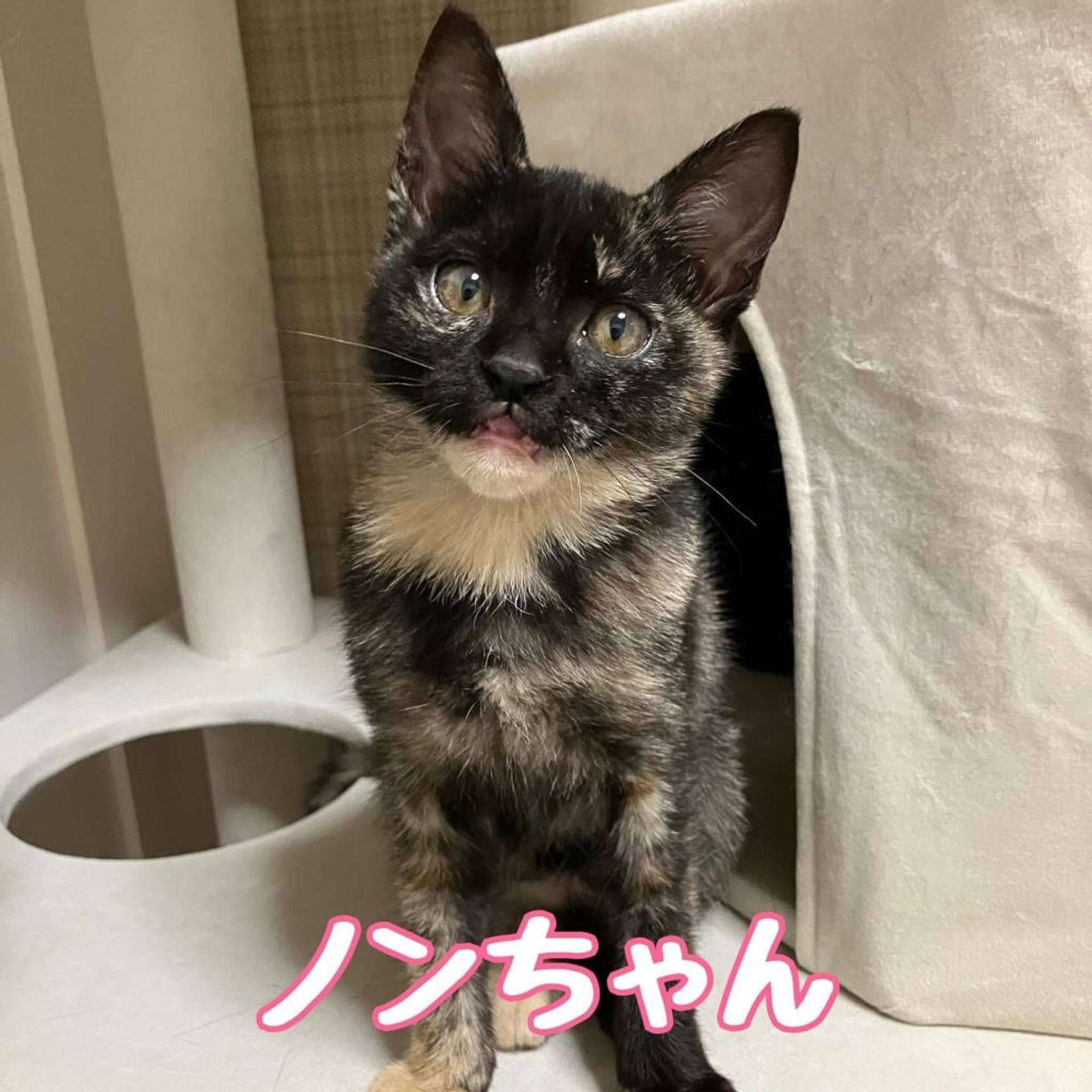 雑種（ミックス猫）・メスの里親募集の写真