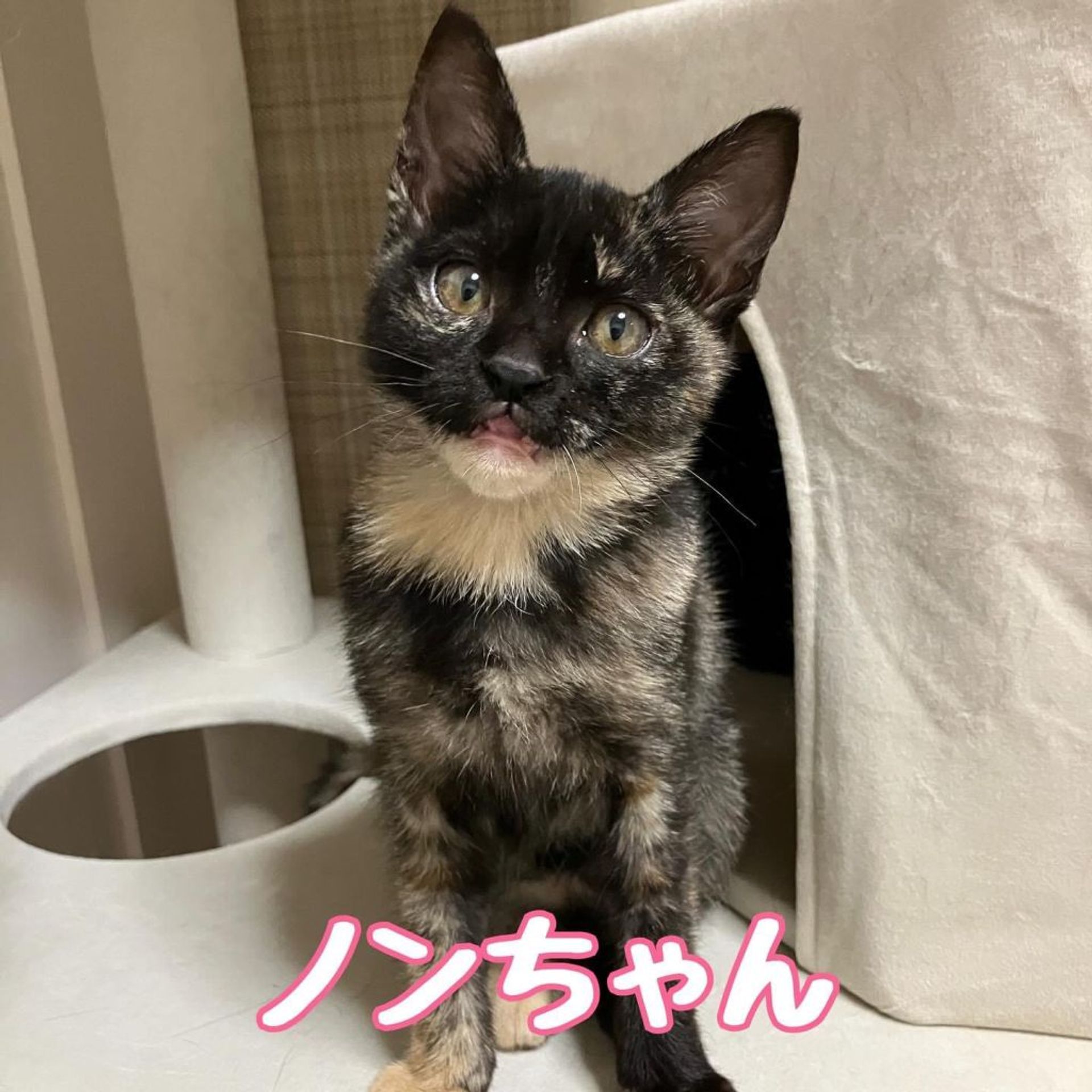 雑種（ミックス猫）・メスの里親募集の写真