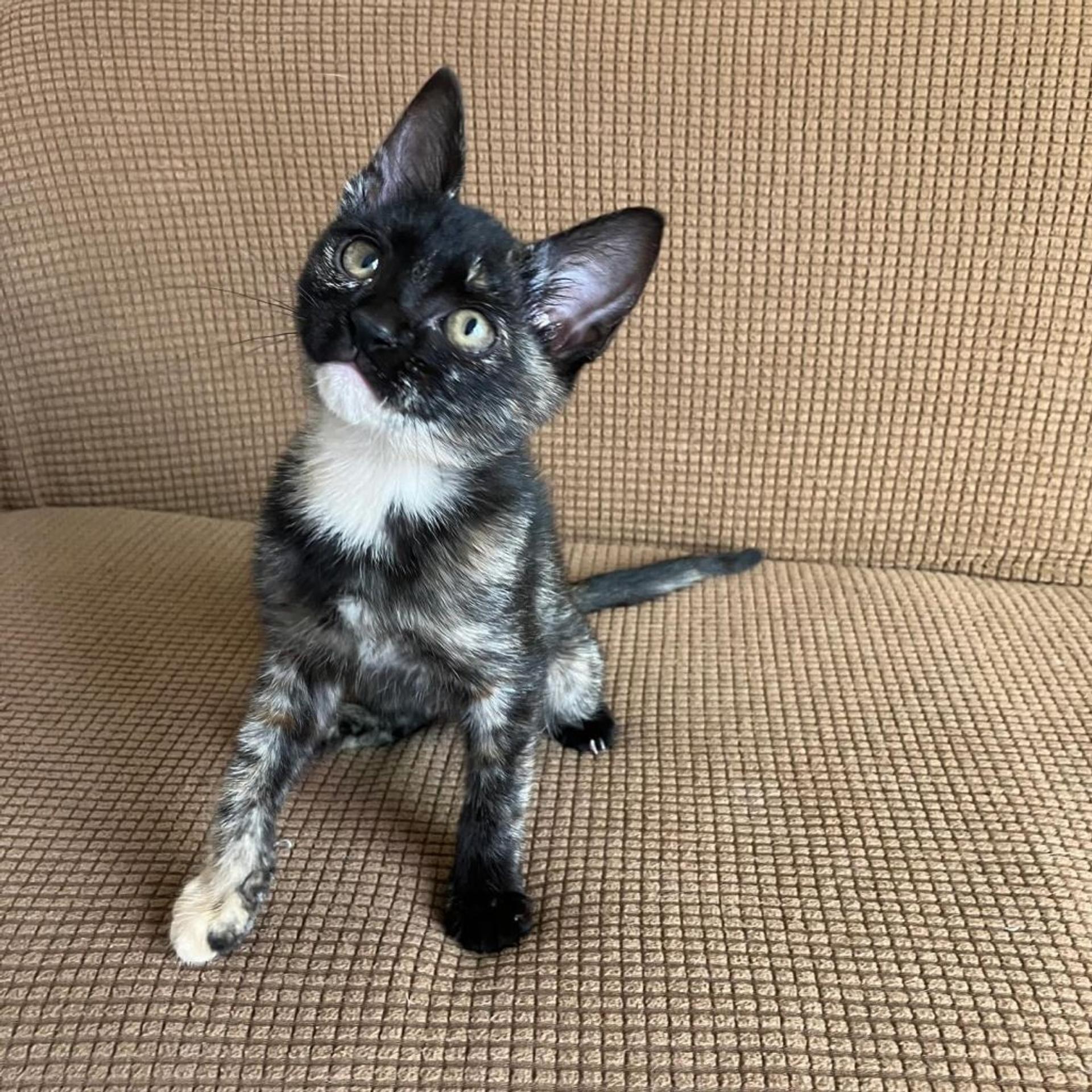 pet-image-2