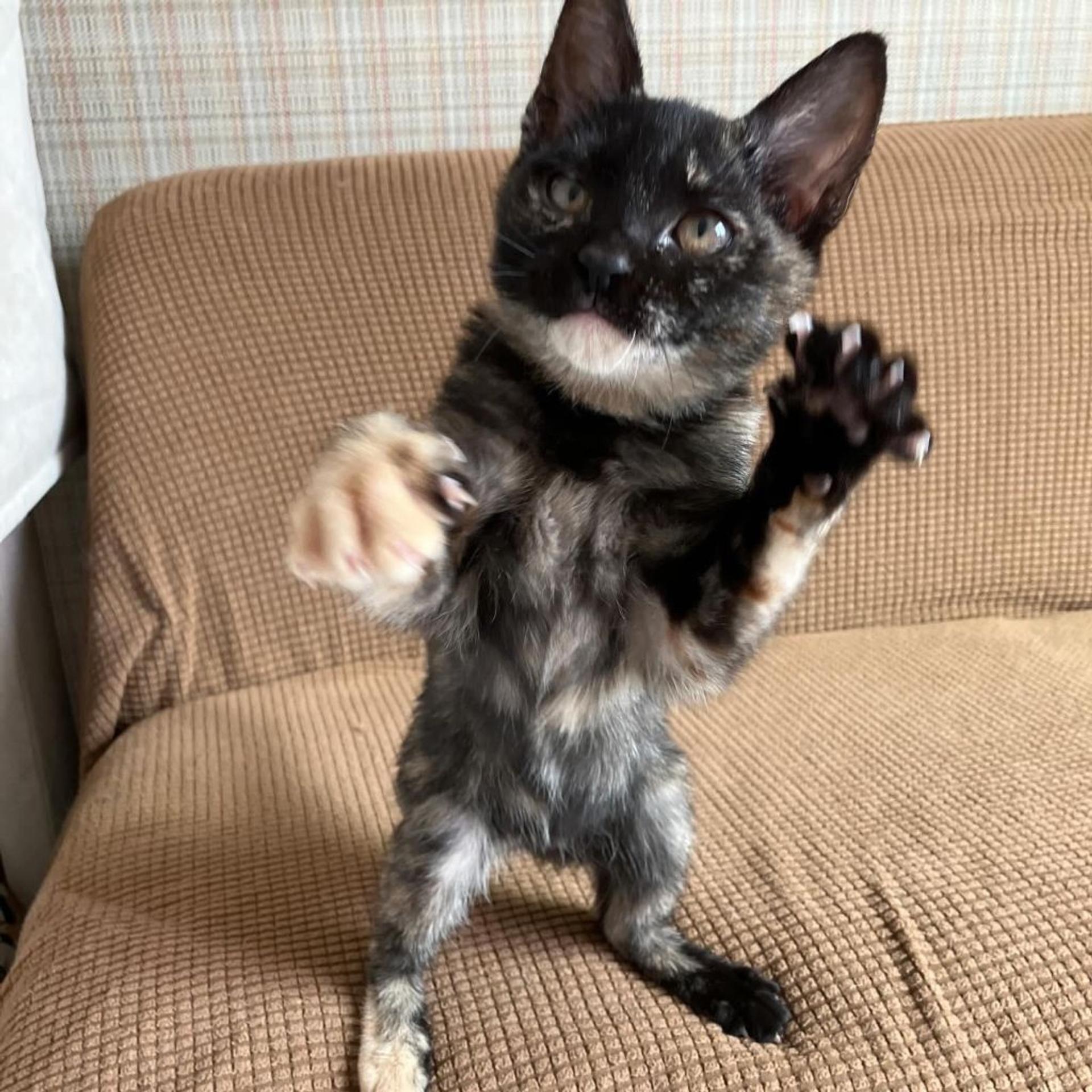 pet-image-3