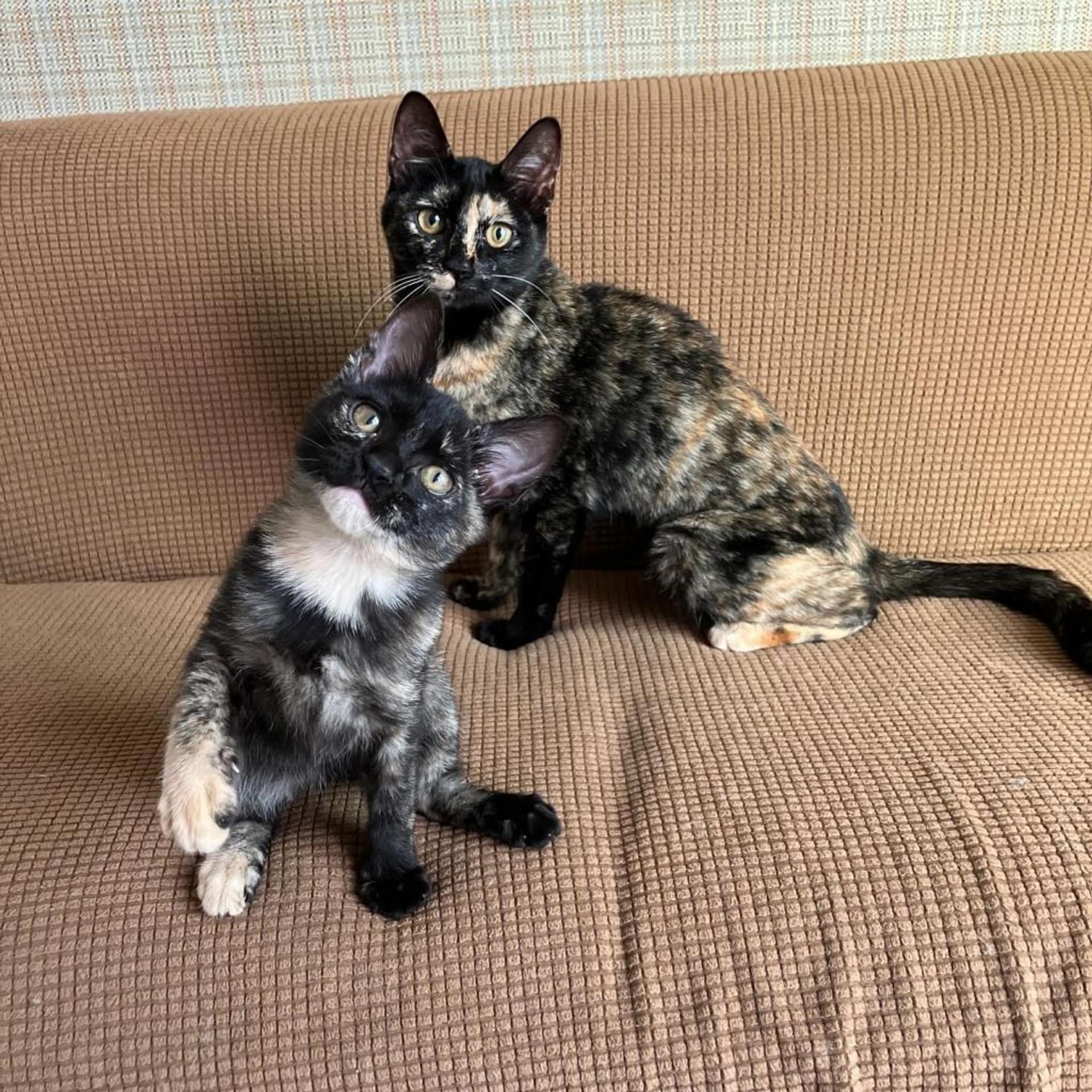 pet-image-7