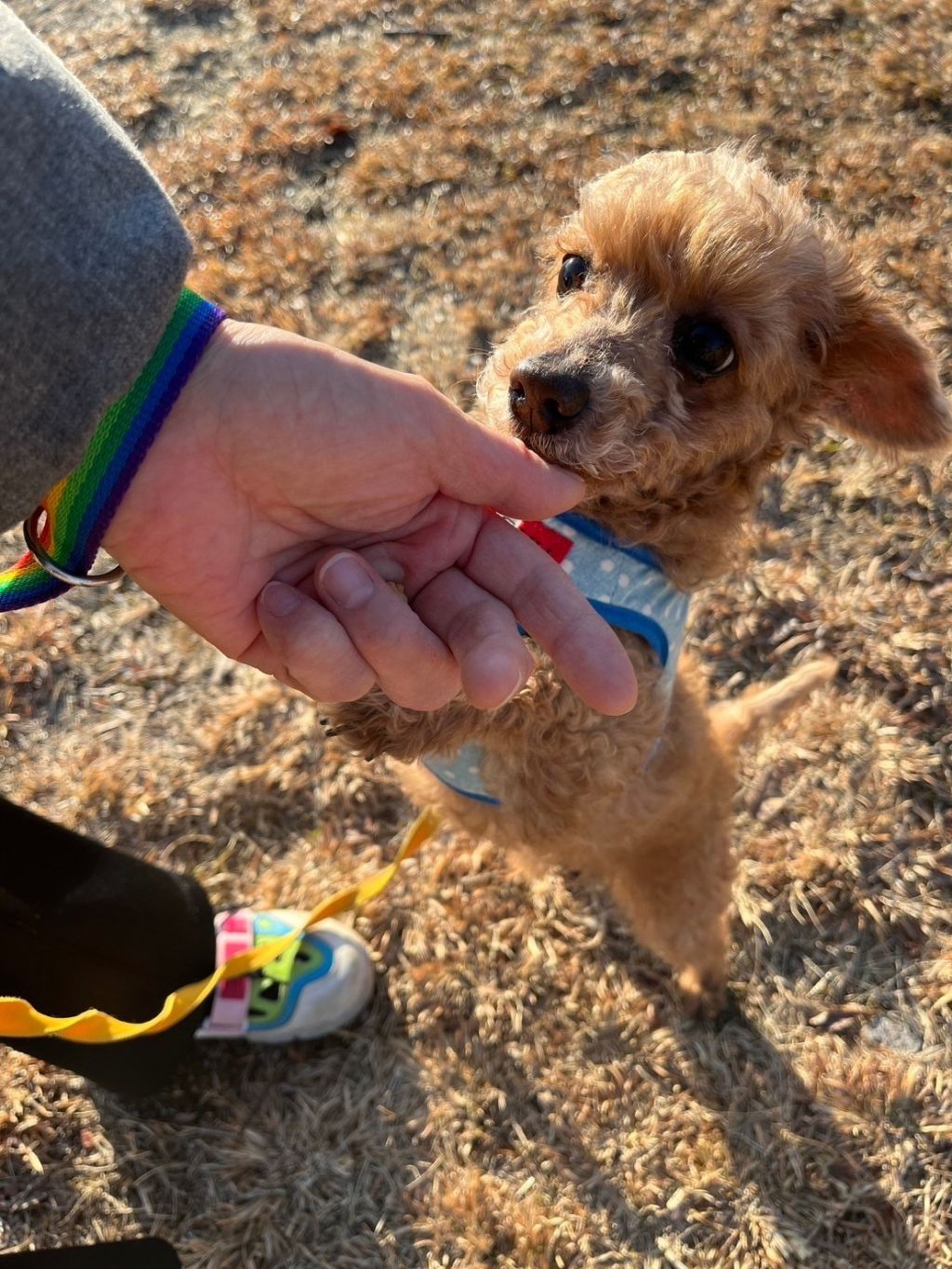 pet-image-4