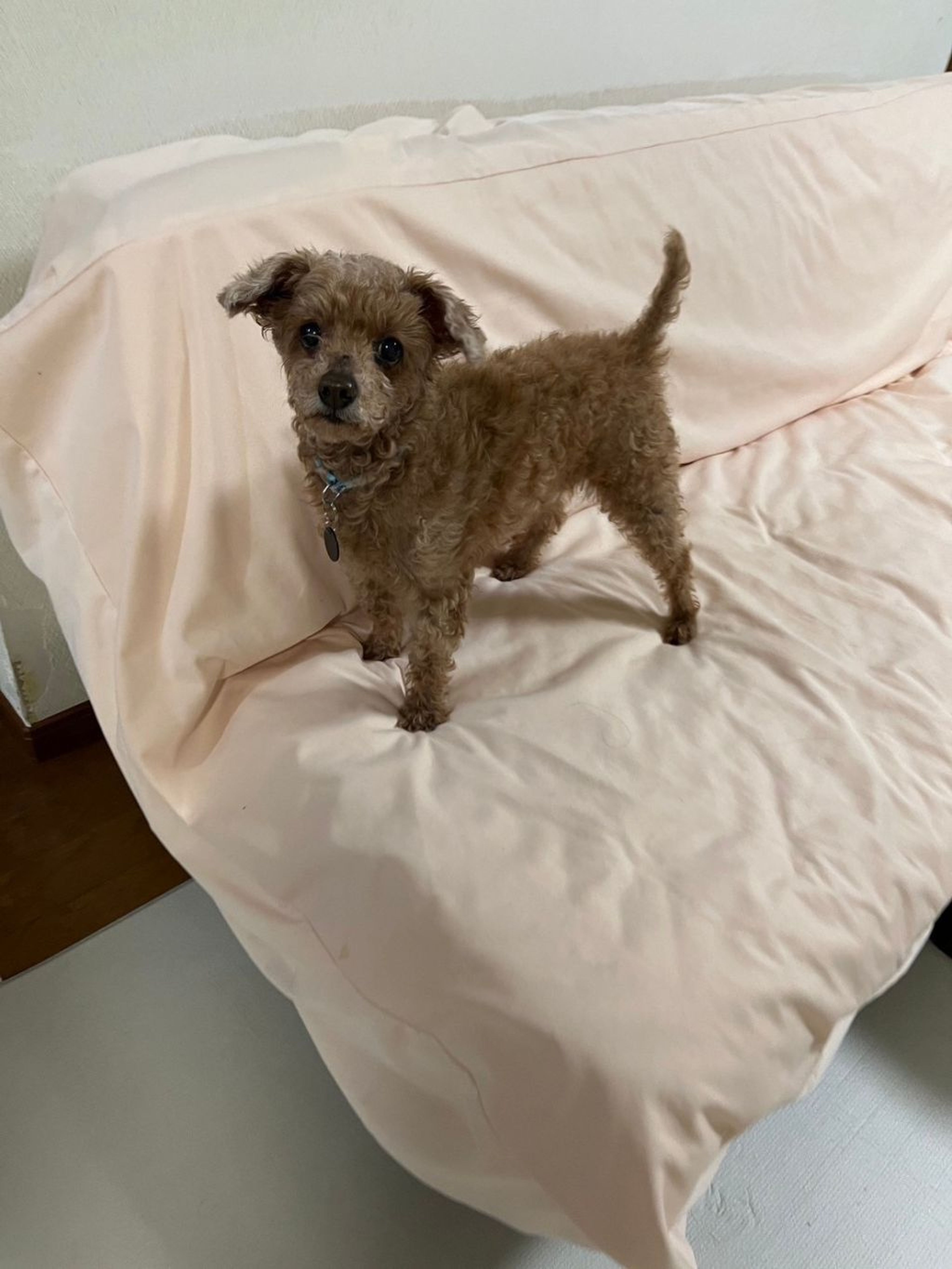 pet-image-8