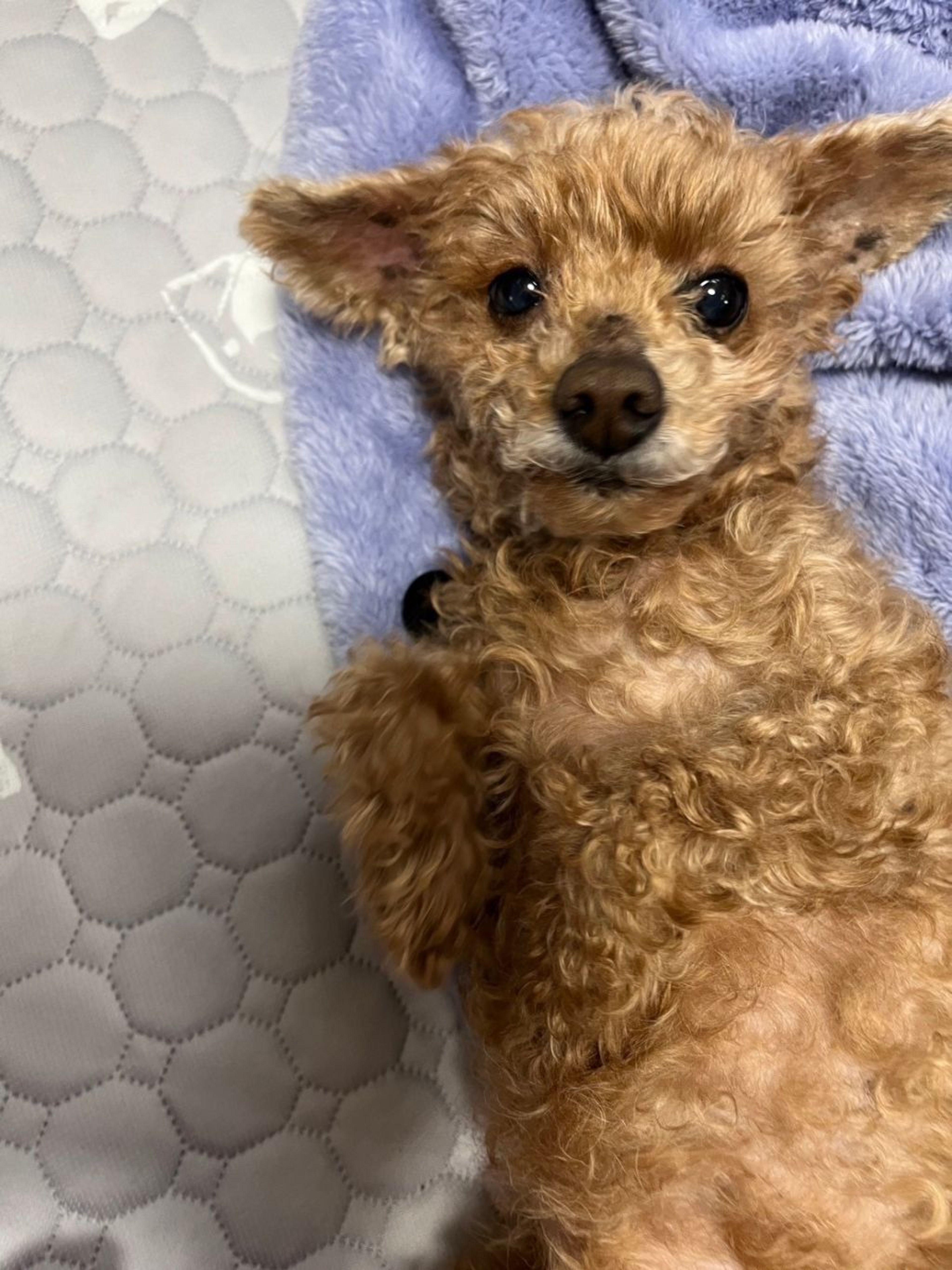 pet-image-2