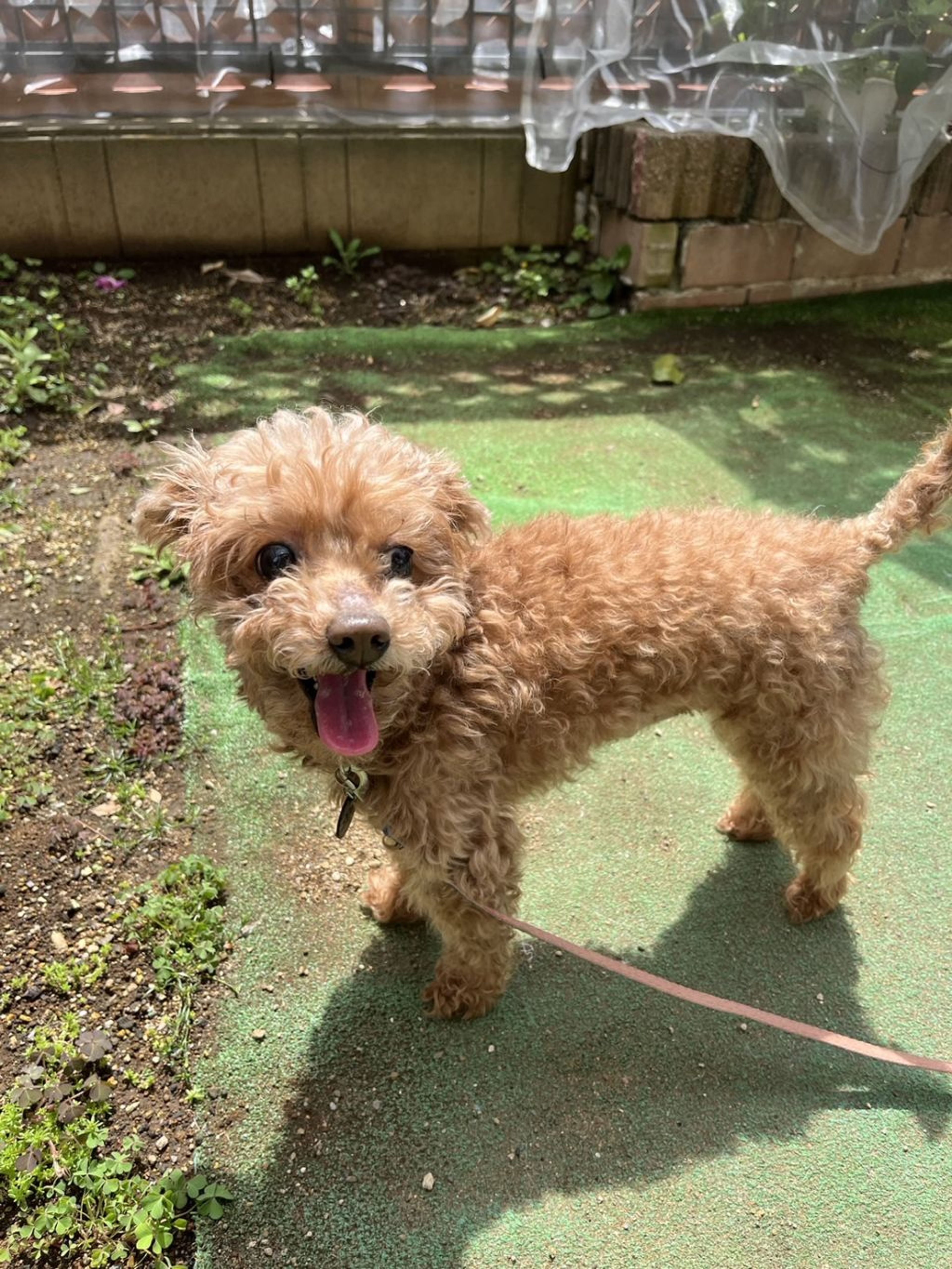 pet-image-5