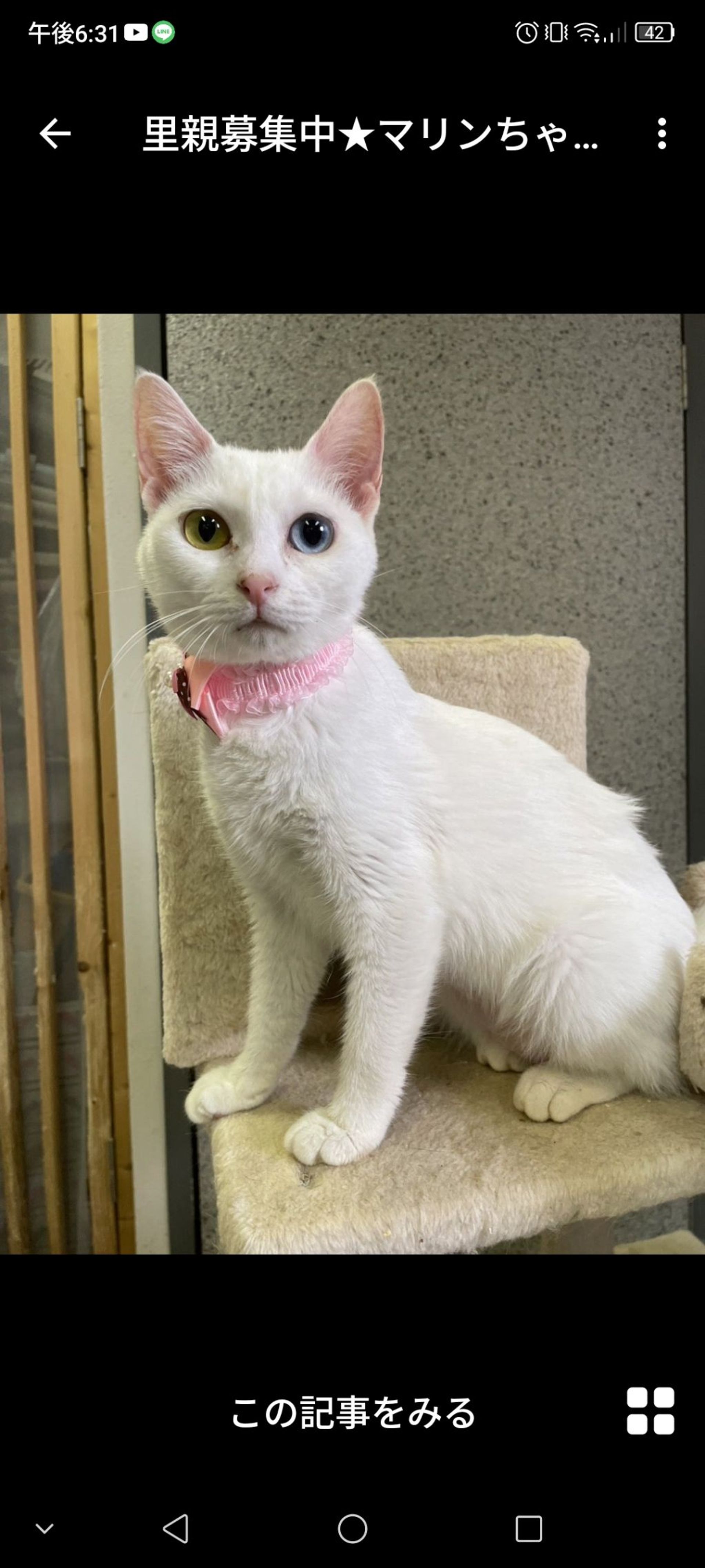 雑種（ミックス猫）・メスの里親募集の写真
