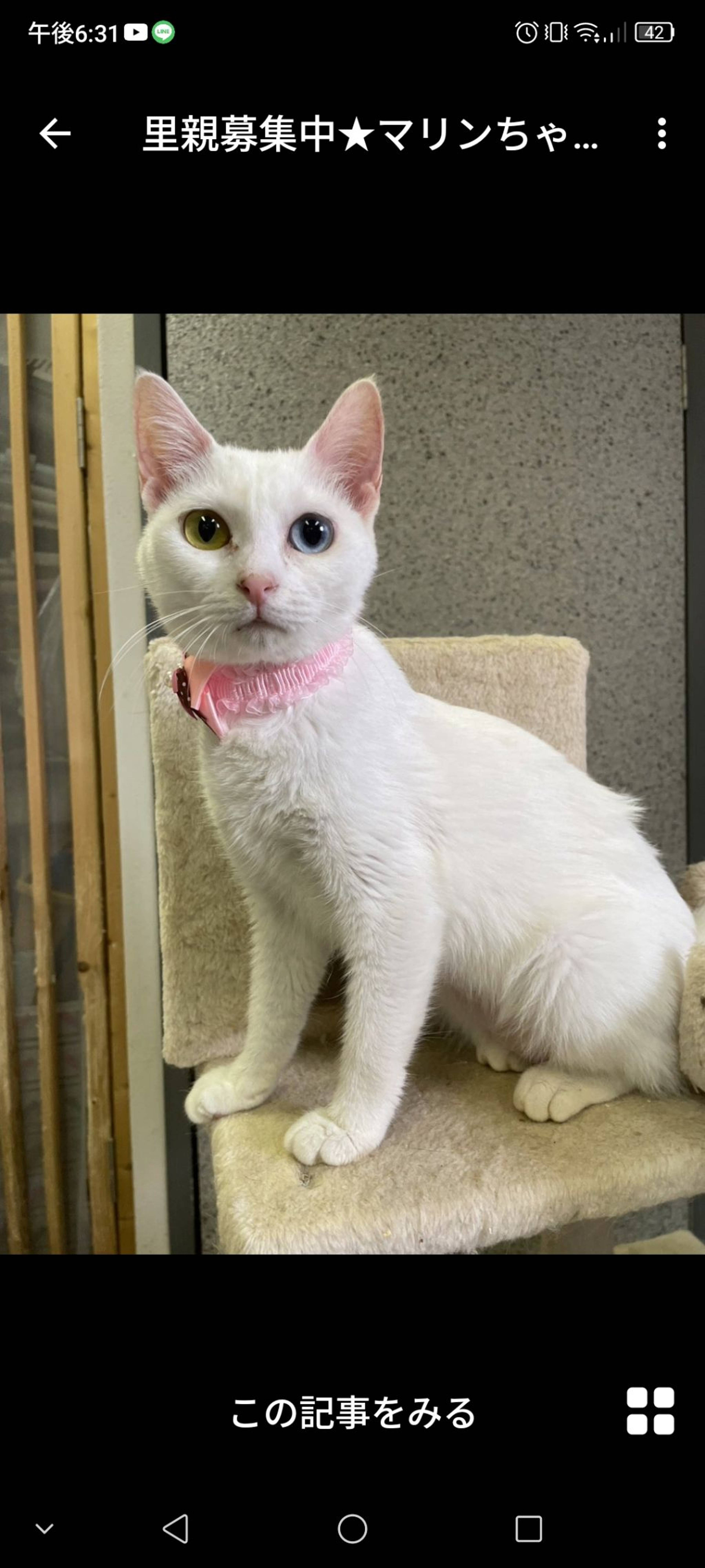 雑種（ミックス猫）・メスの里親募集の写真