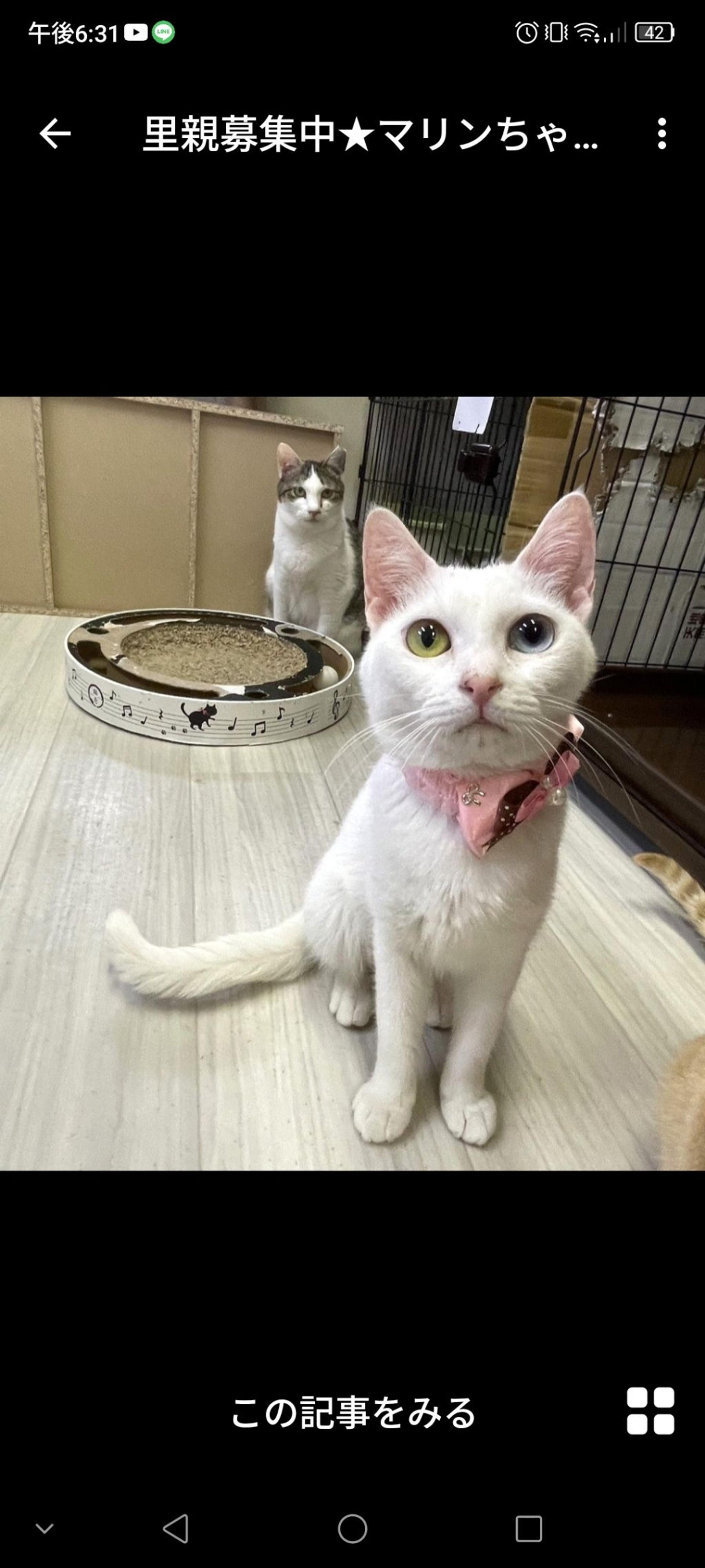 pet-image-2