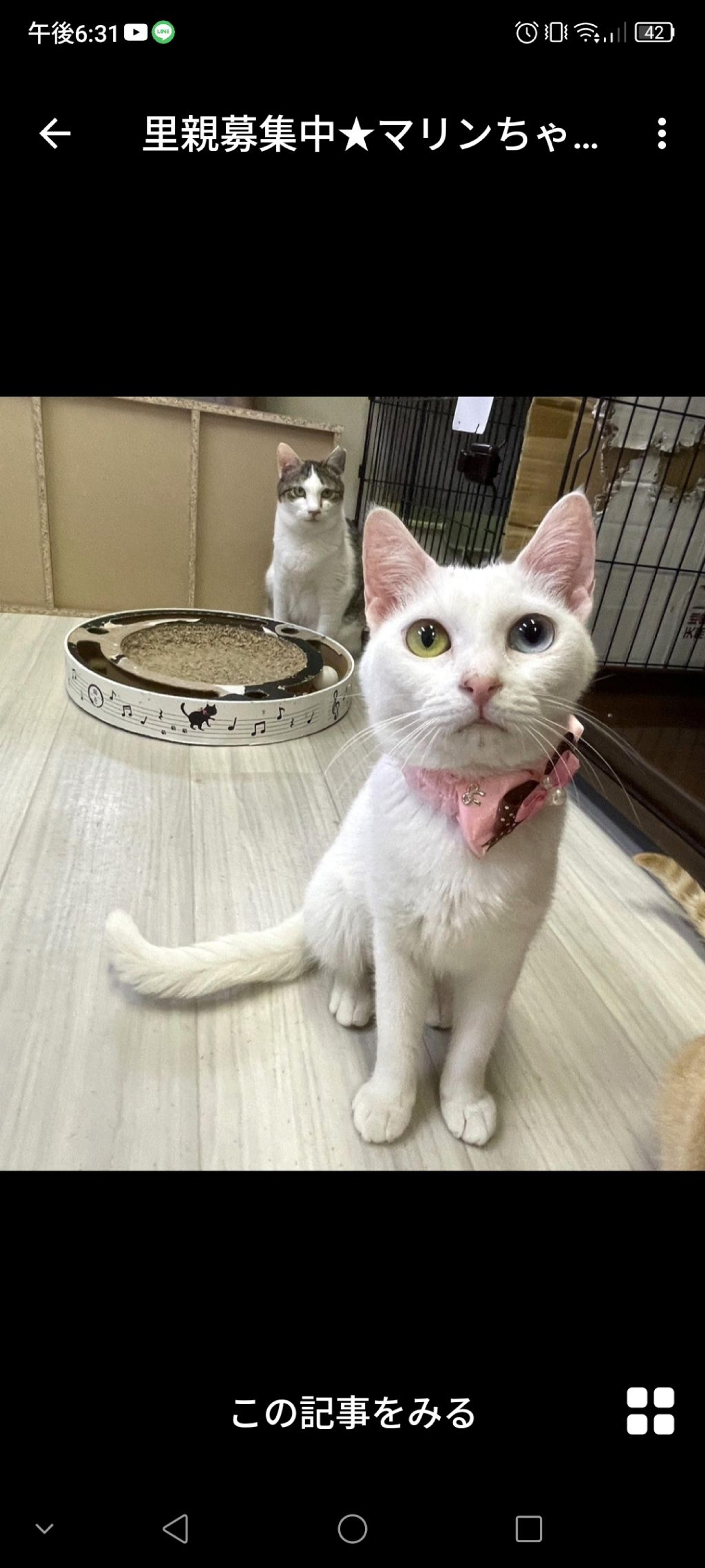pet-image-2
