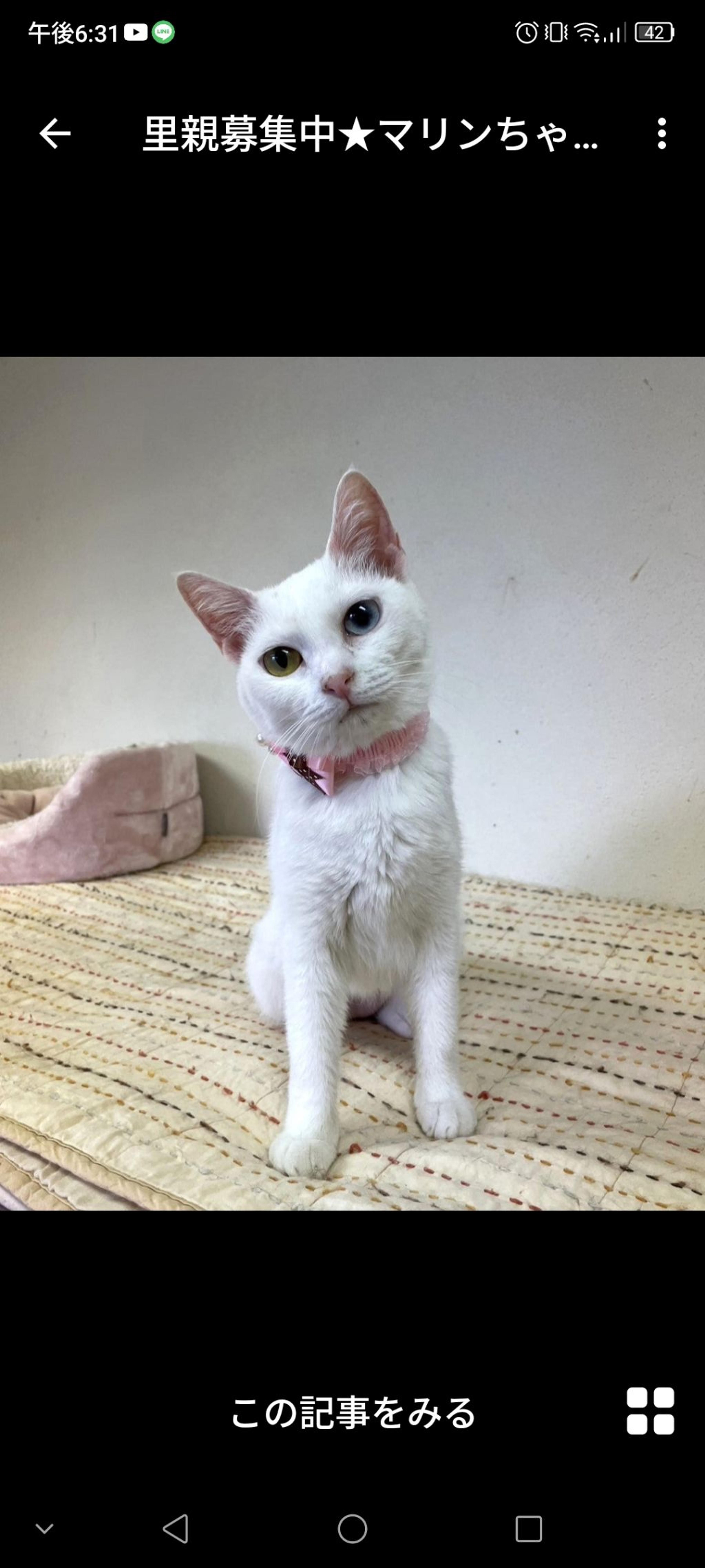 pet-image-3
