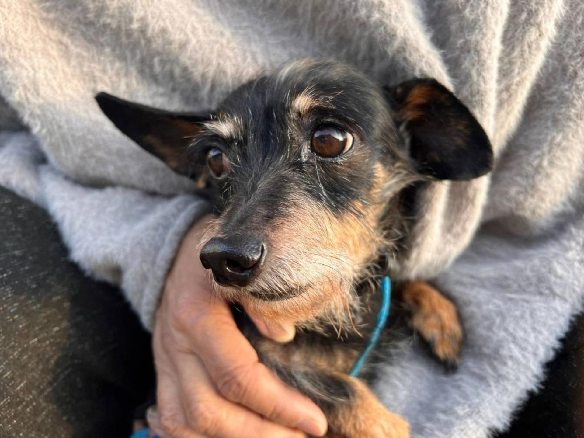 pet-image-5