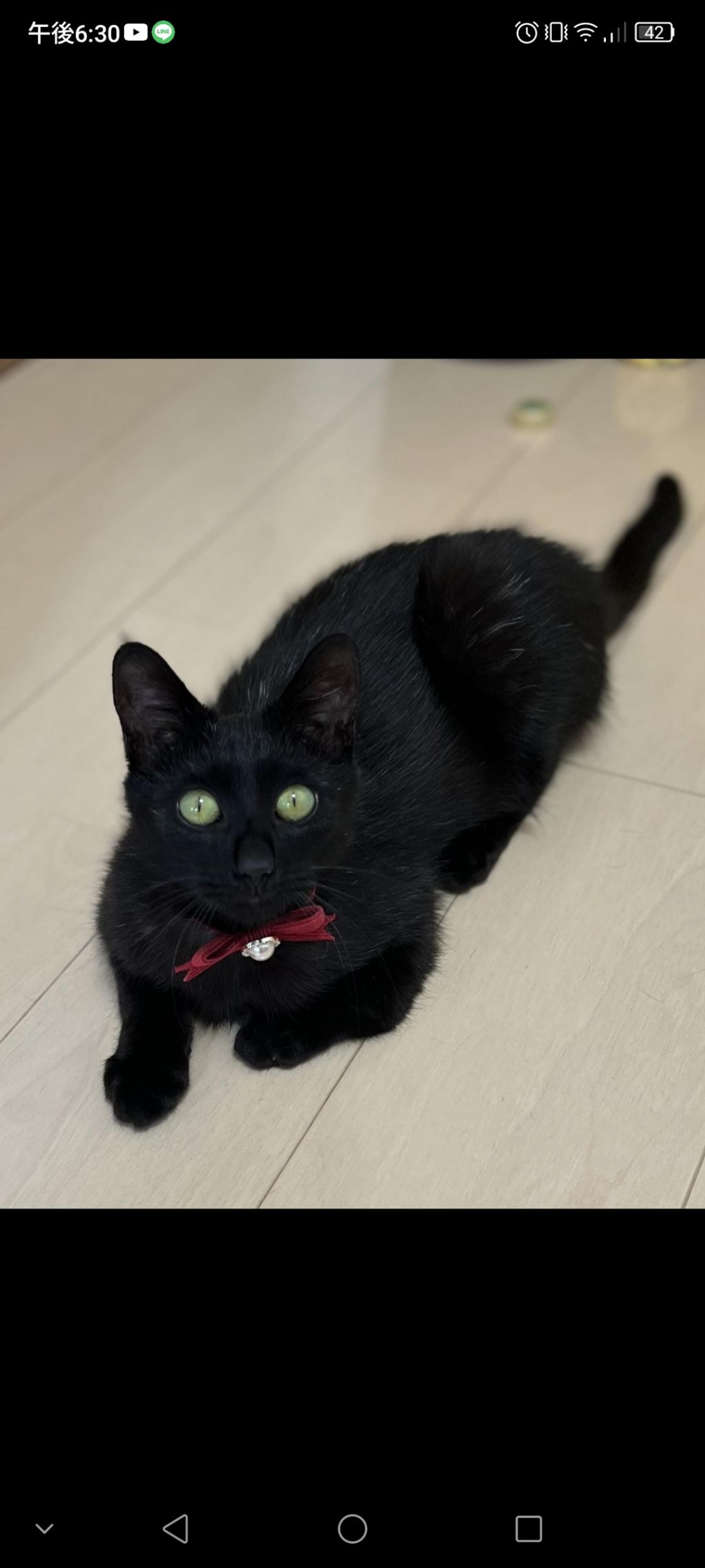 pet-image-2
