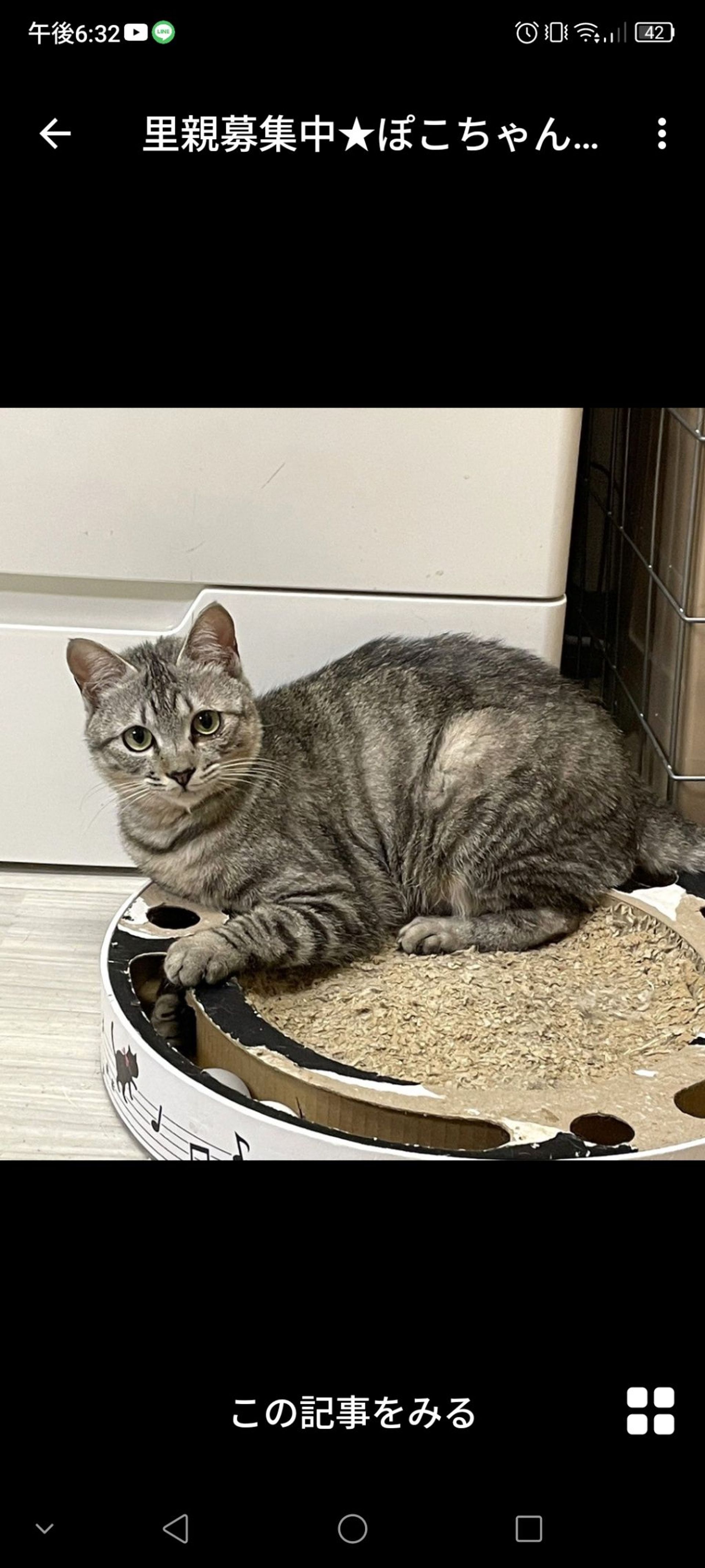 雑種（ミックス猫）・メスの里親募集の写真