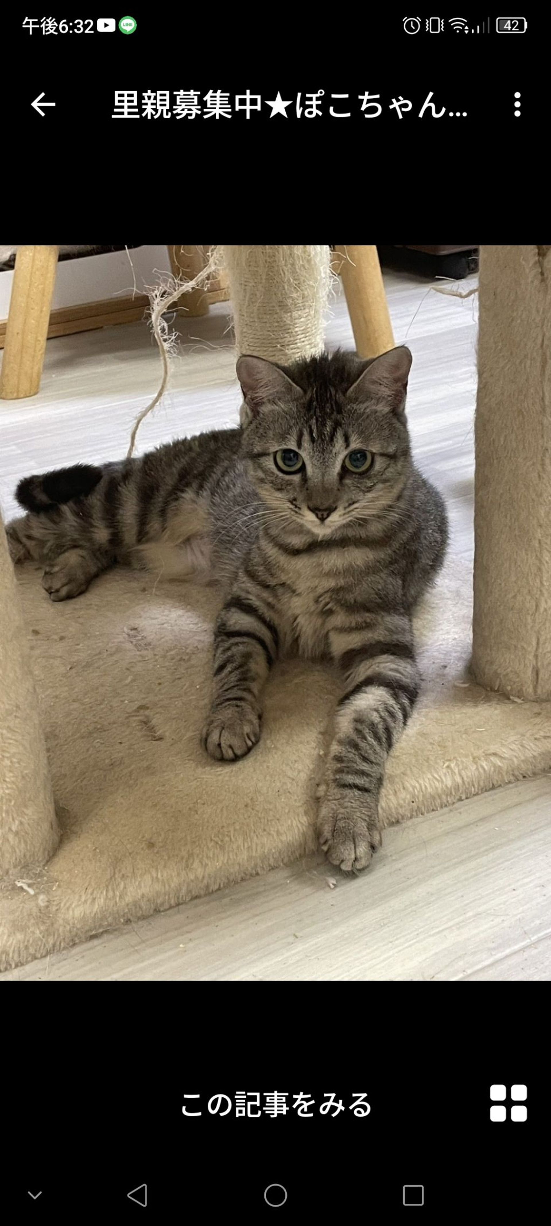 雑種（ミックス猫）・メスの里親募集の写真