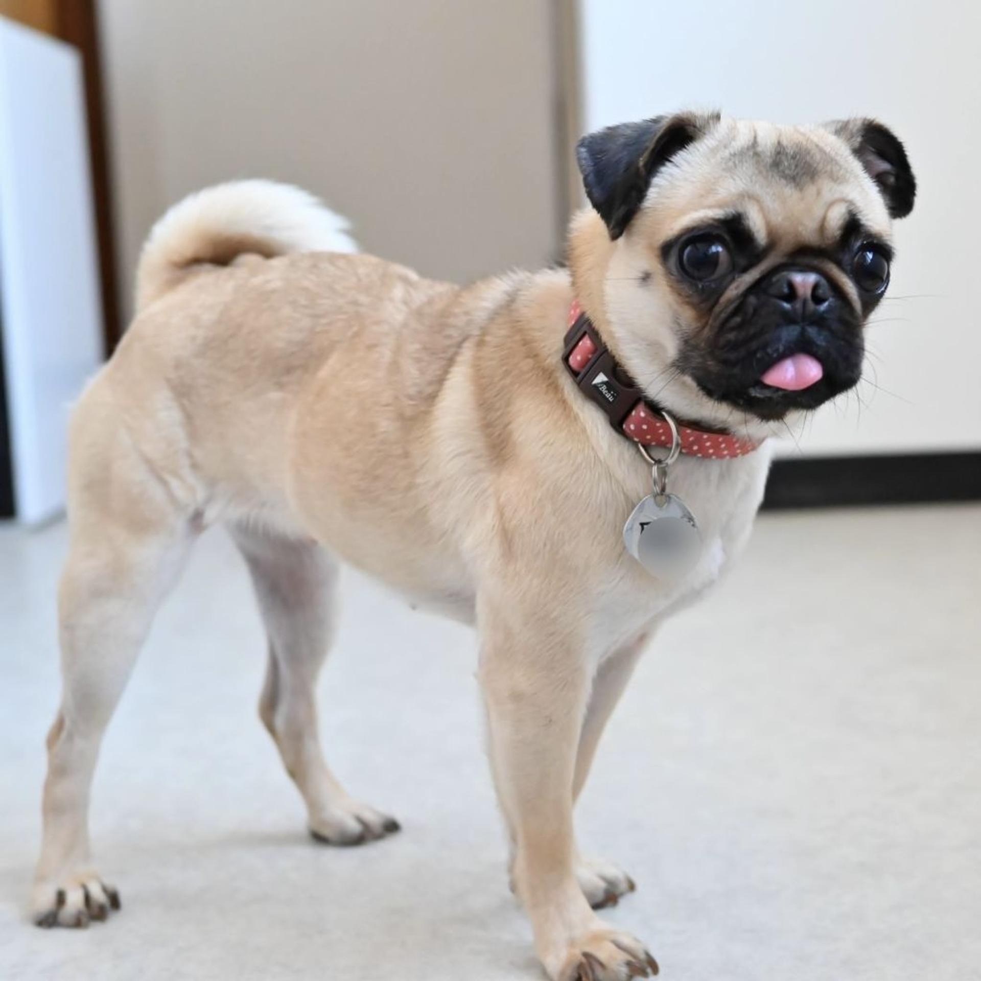 pet-image-3