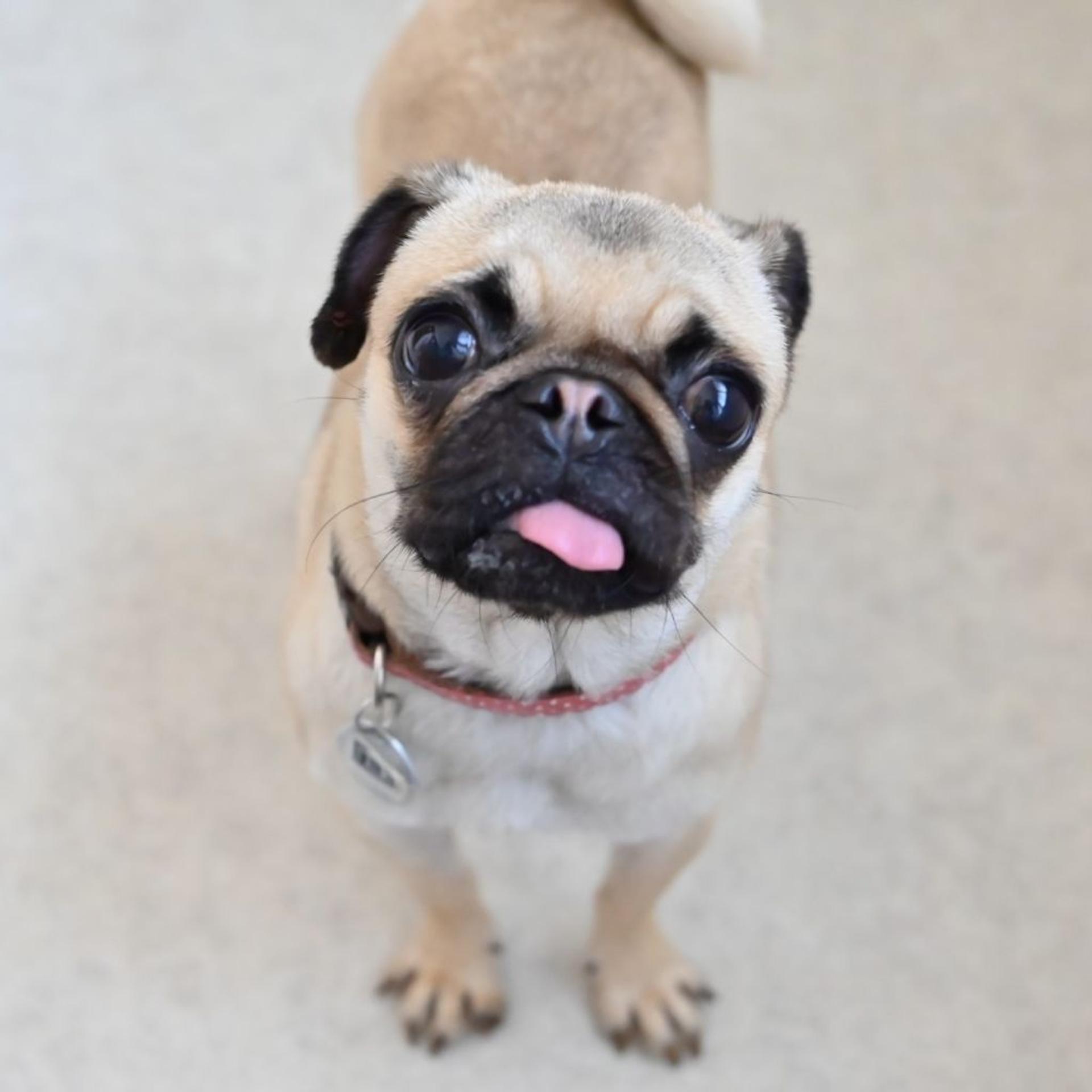 pet-image-5