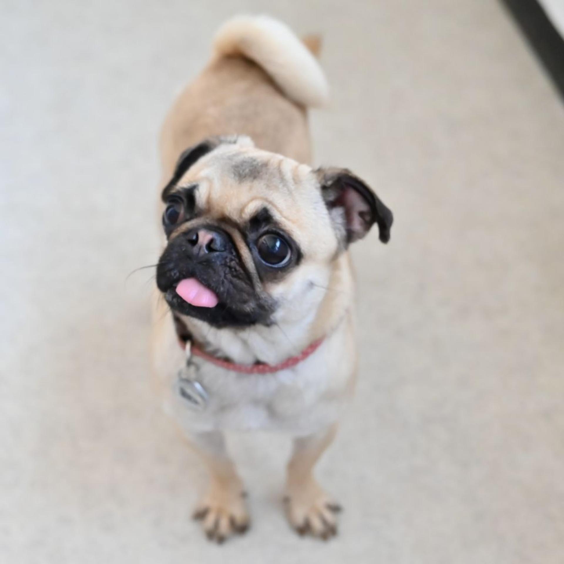 pet-image-6