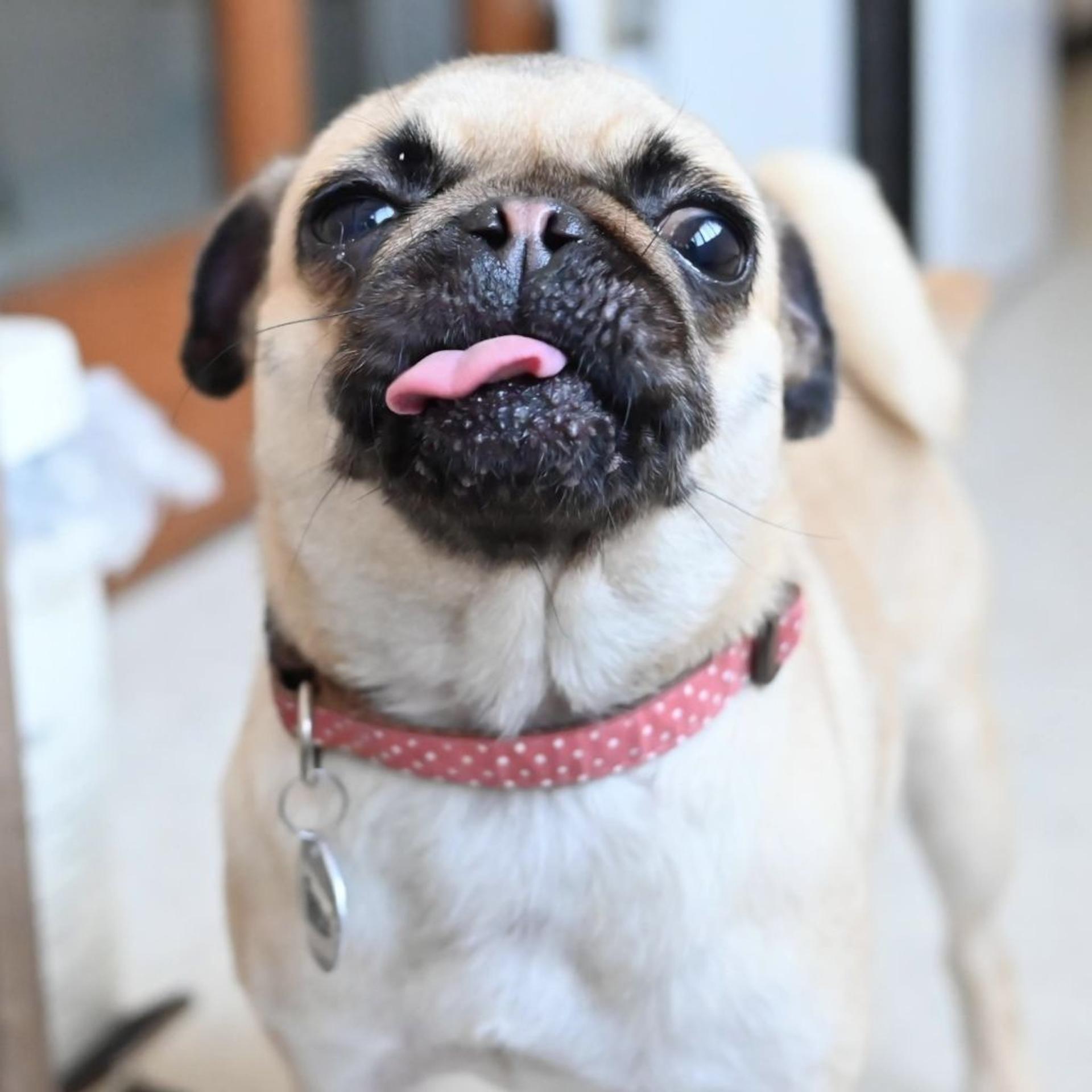pet-image-7
