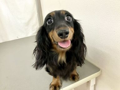 アルジェの写真