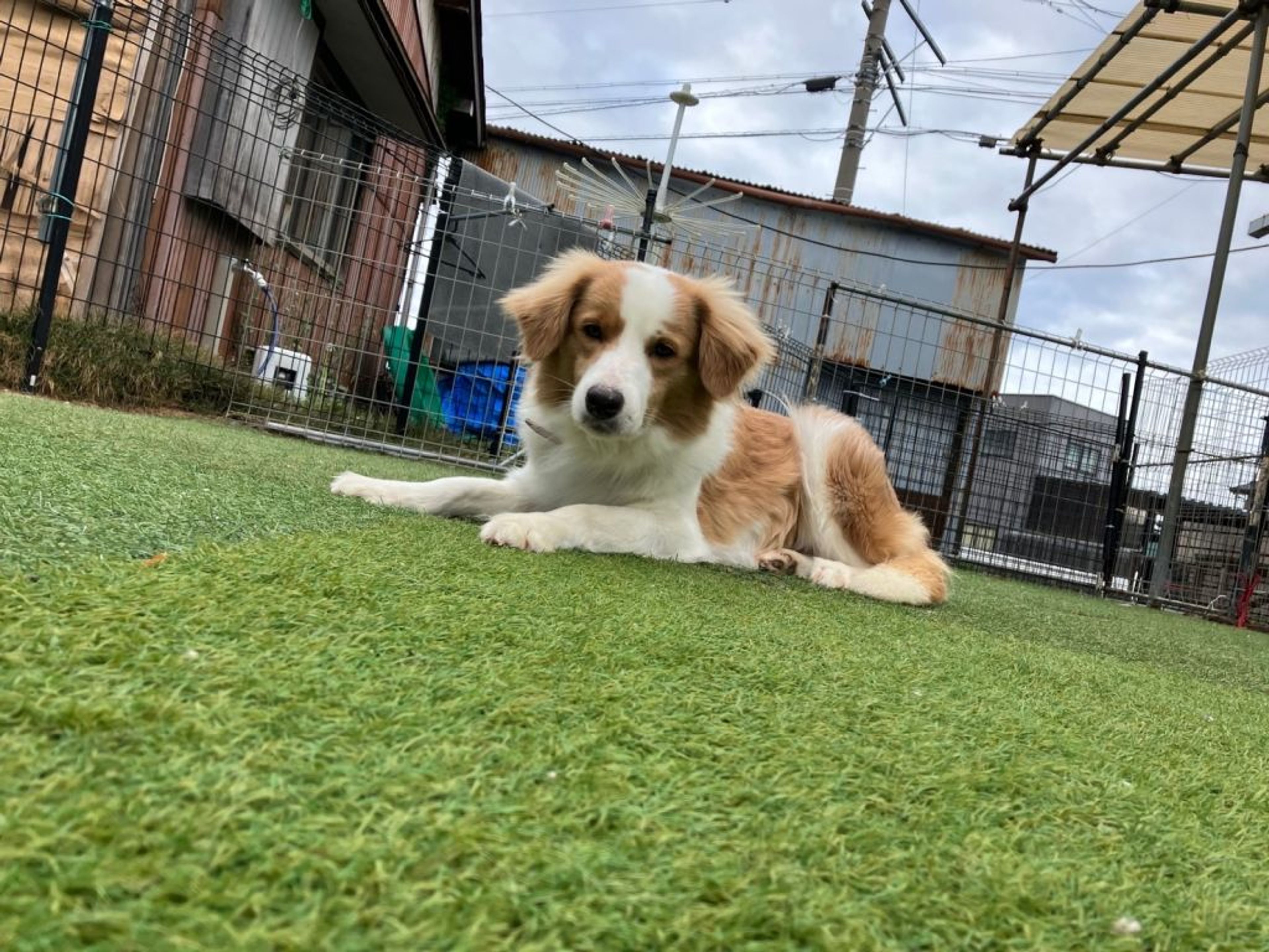 pet-image-5