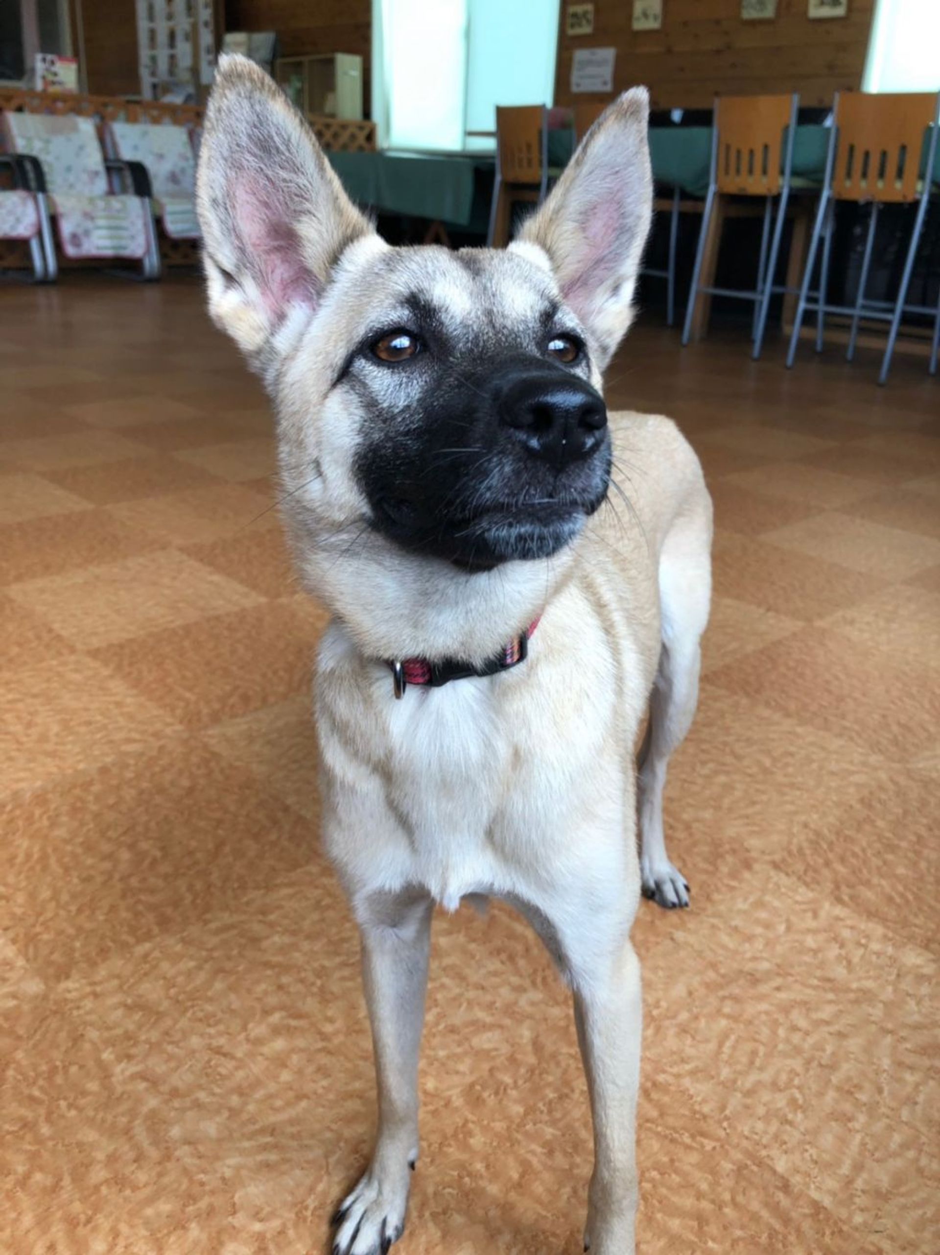 雑種（ミックス犬）・メスの里親募集の写真