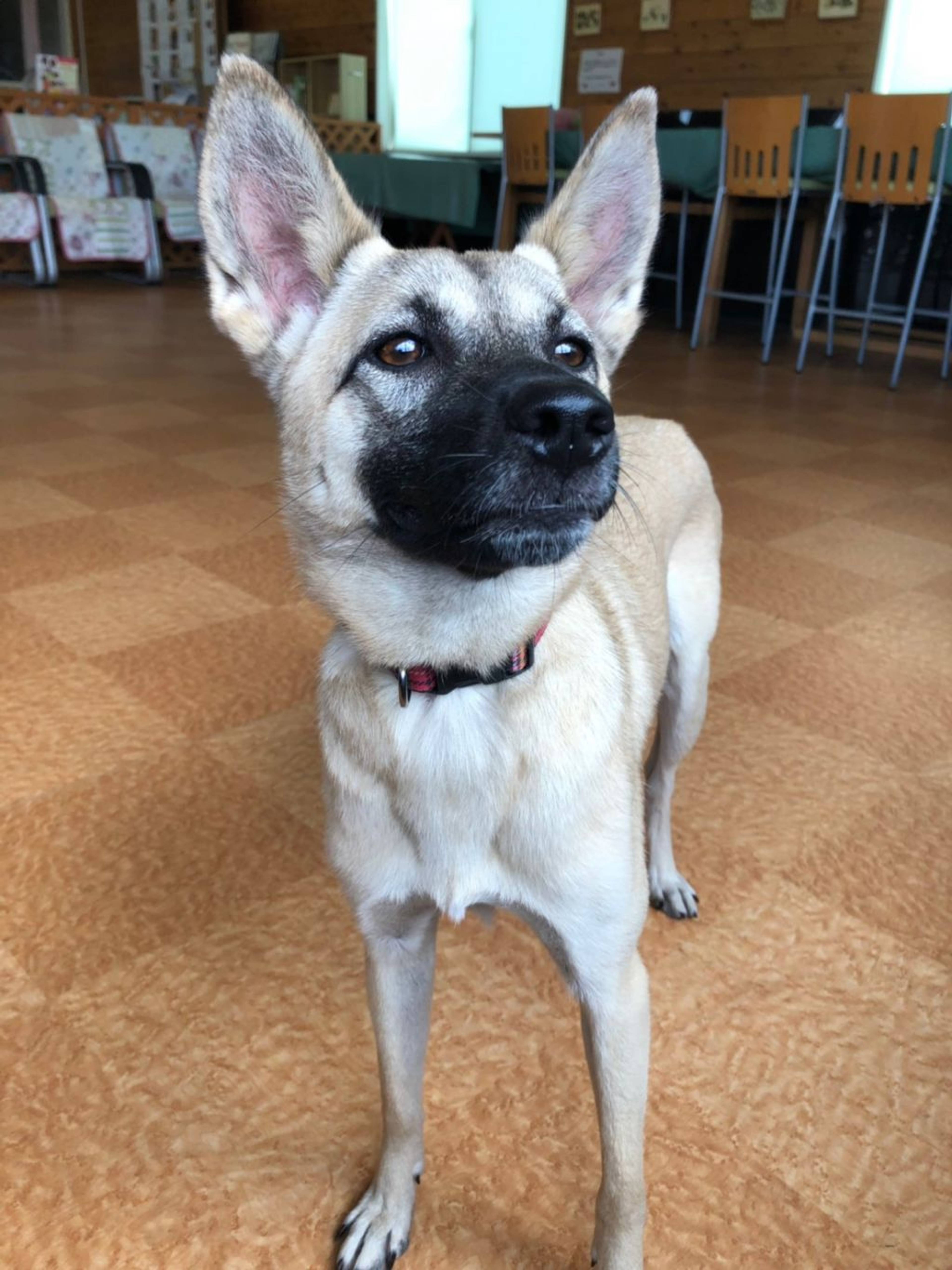 雑種（ミックス犬）・メスの里親募集の写真