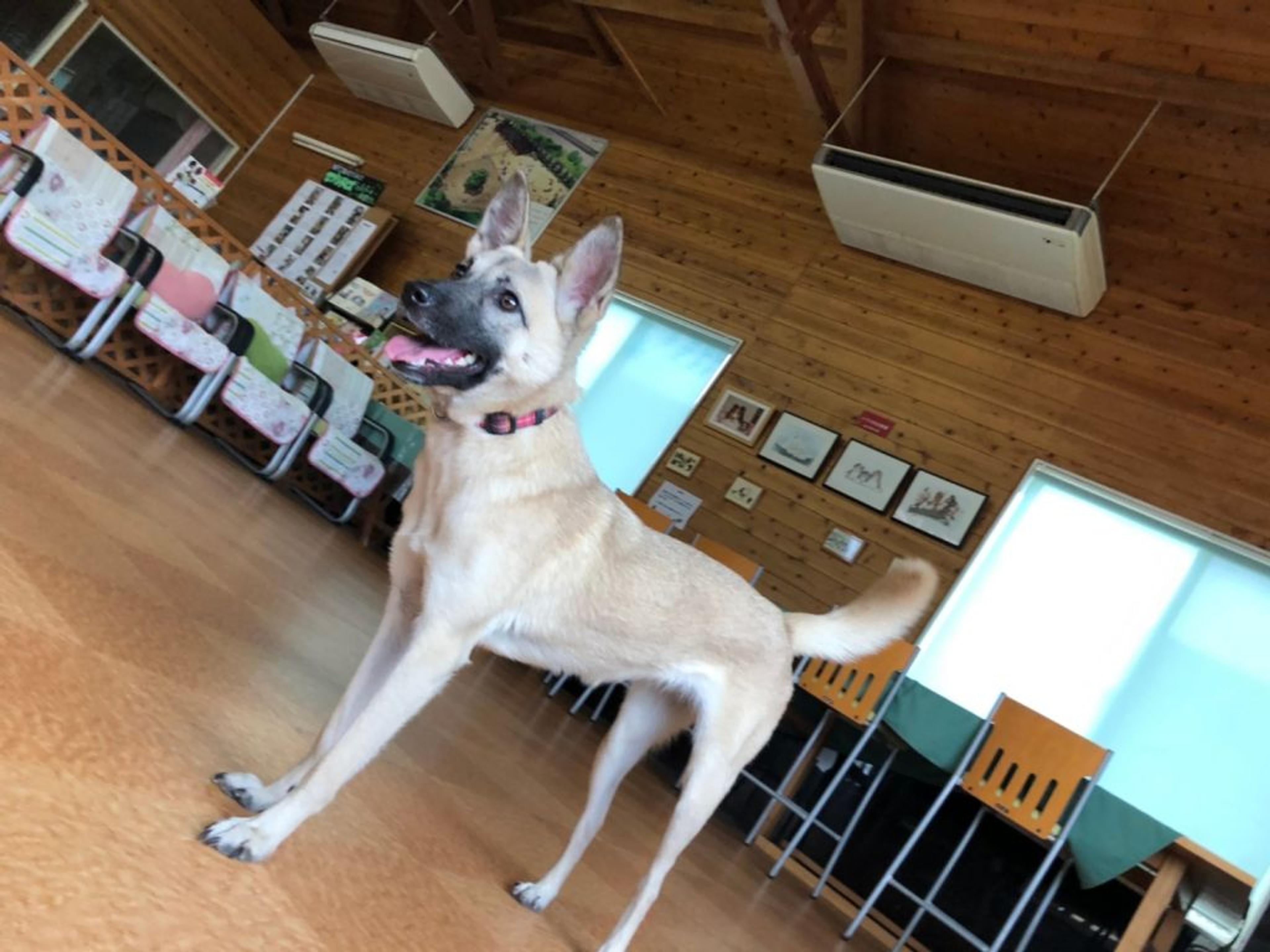 pet-image-2