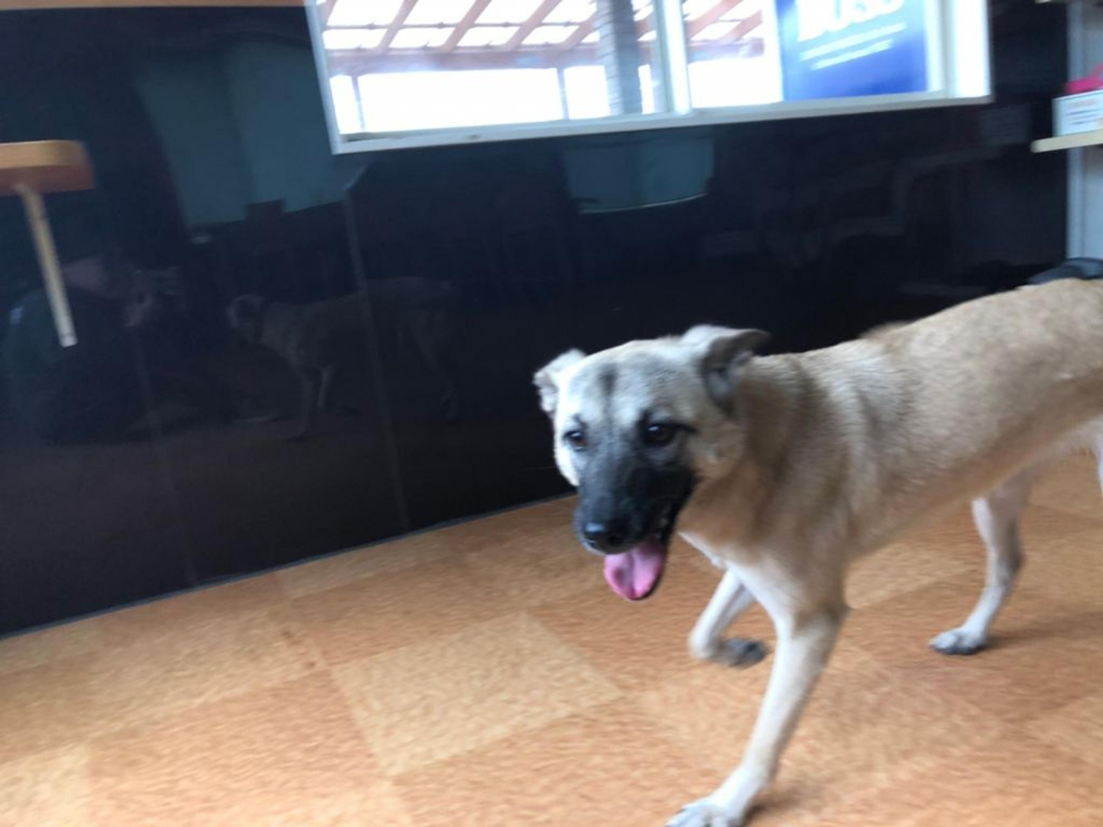 pet-image-4