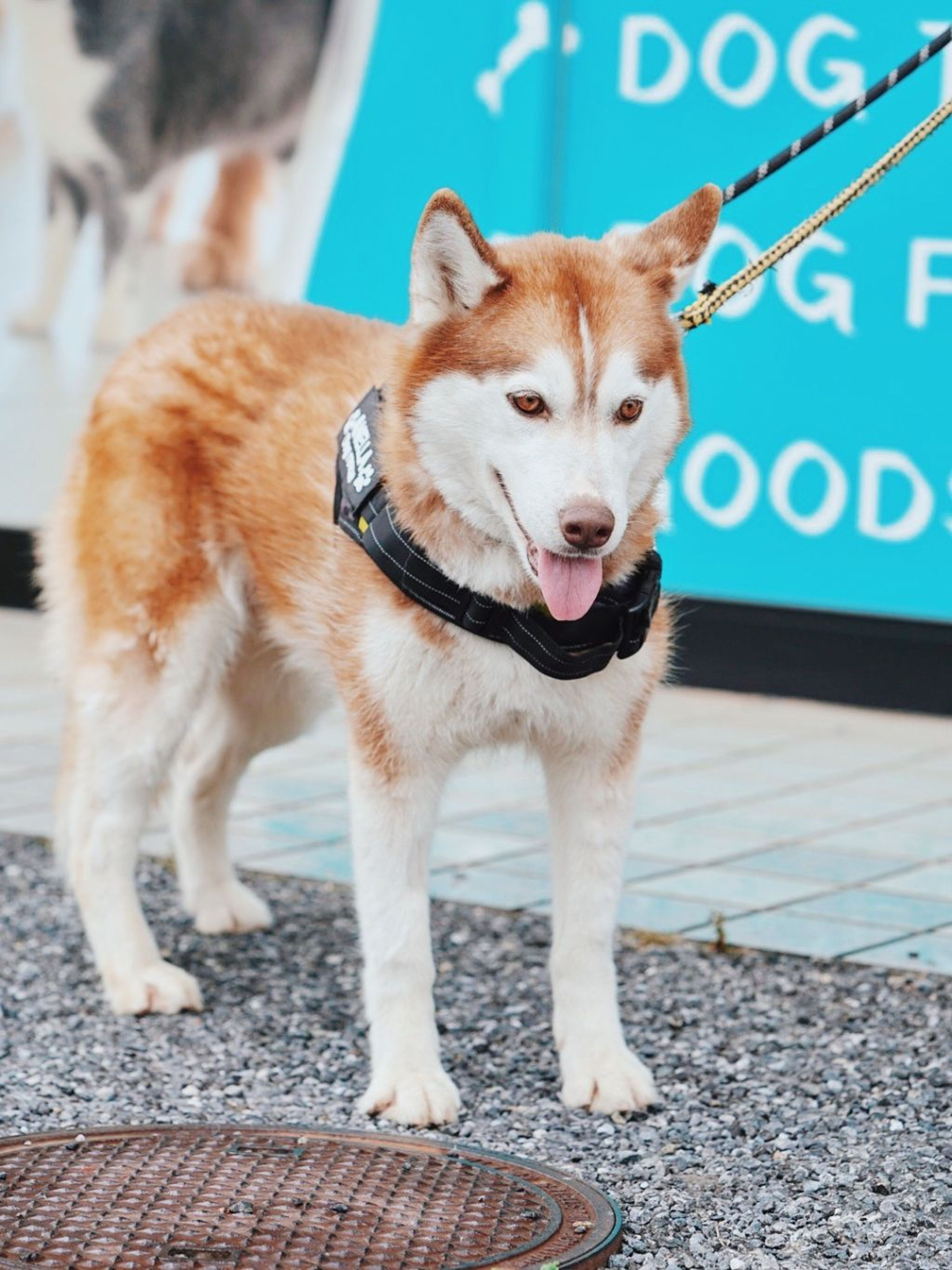 pet-image-4
