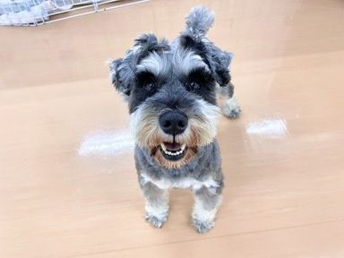 シャーロットアマリエ