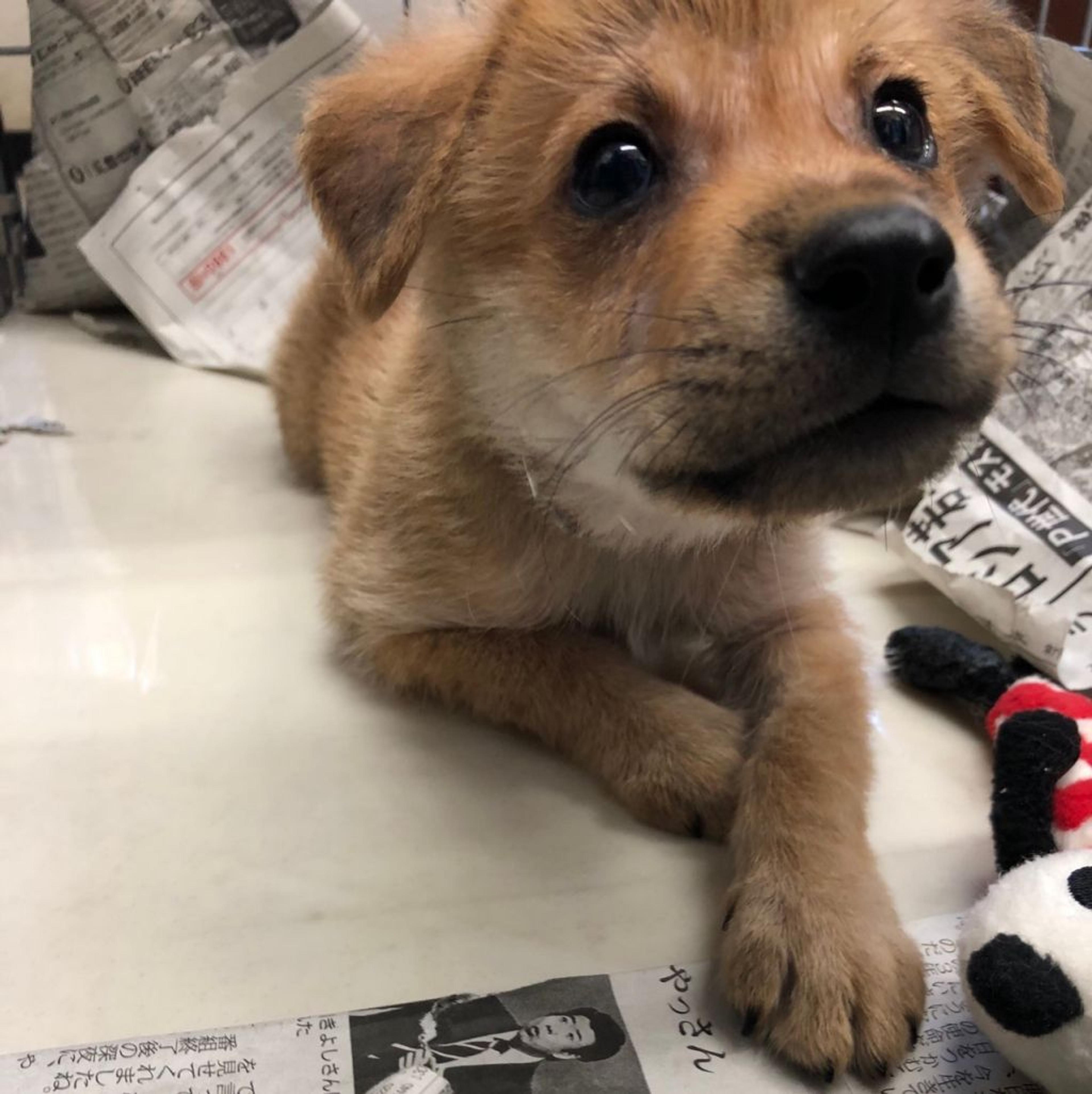 pet-image-3