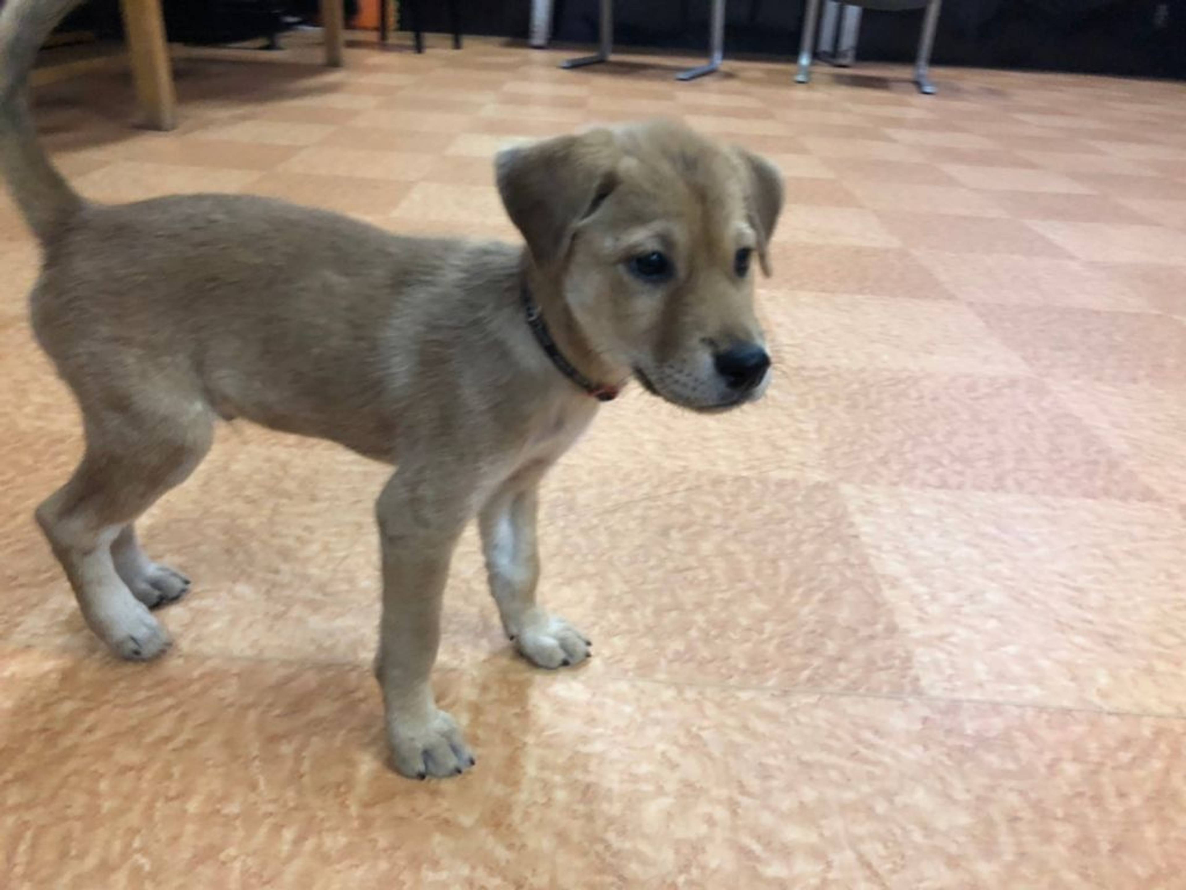 雑種（ミックス犬）・オスの里親募集の写真